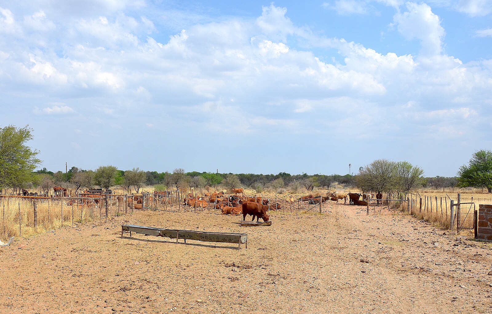 Cattle on a farm in southern Africa