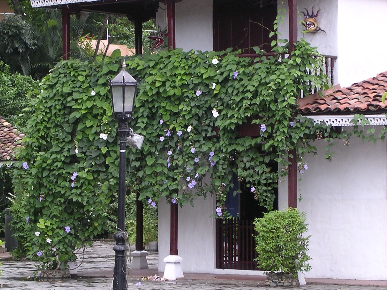 A colonial-style building covered in vines at Mi Pueblito in Panama City, venue of Oktoberfest Panama