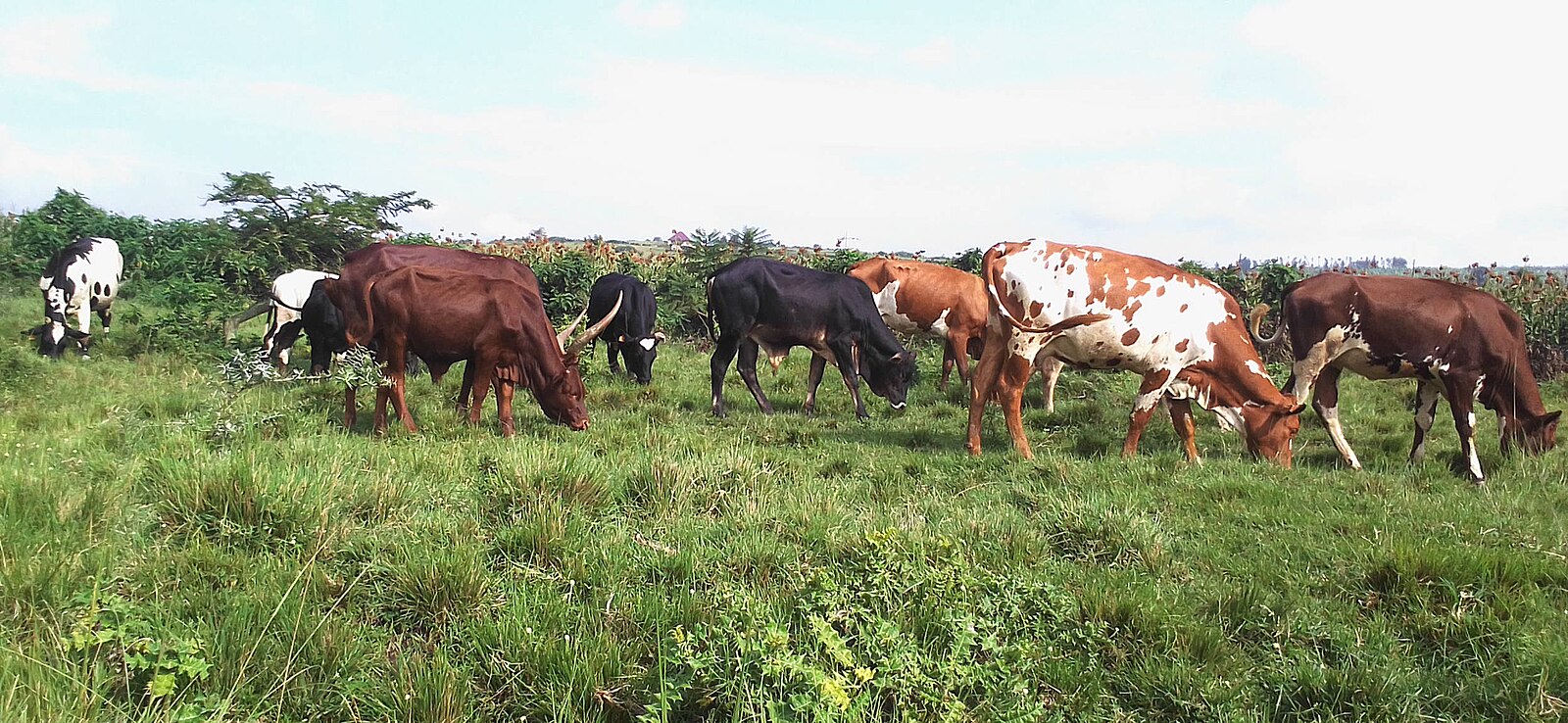 Cattle in Nyagatare district, Rwanda