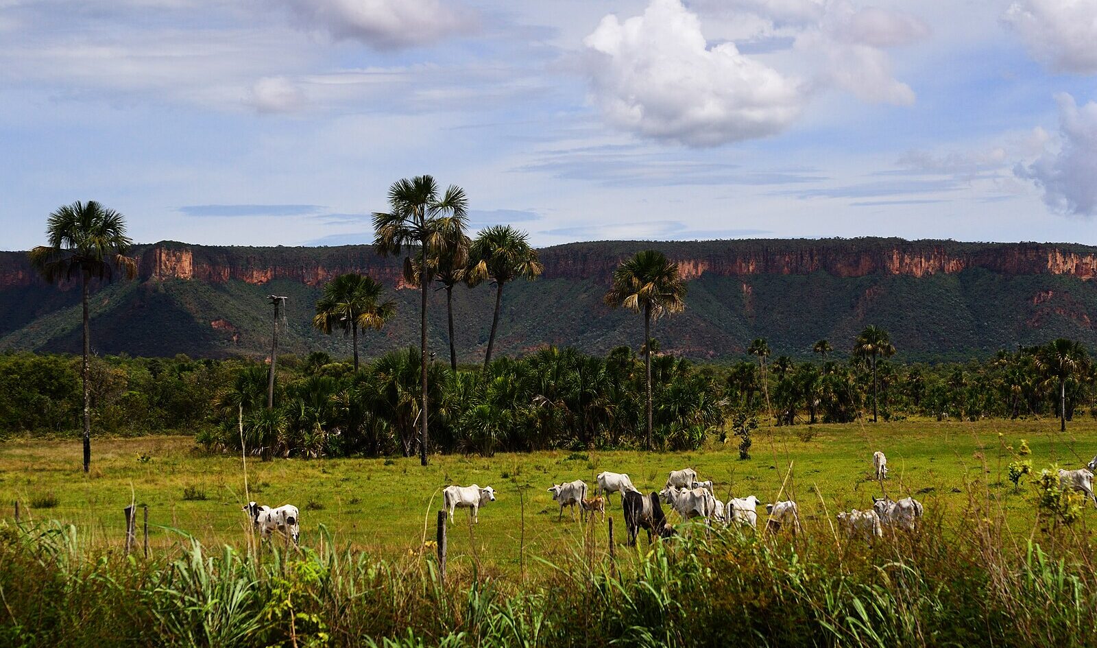 Nelore cattle Brazil pasture beef