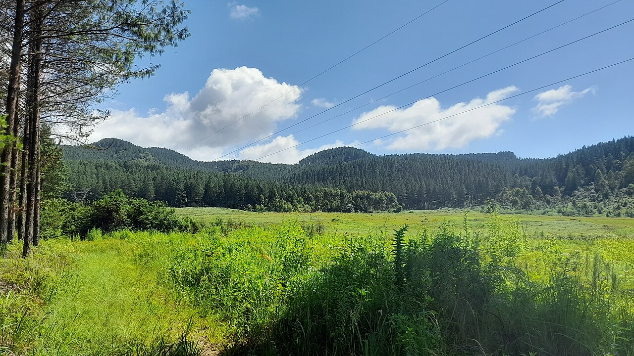 Pine plantations and fields near Sabie in Mpumalanga, the timber region behind the York Timbers restructuring