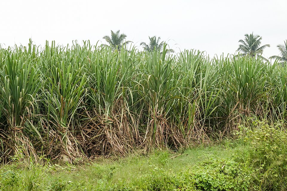 A dense field of sugarcane
