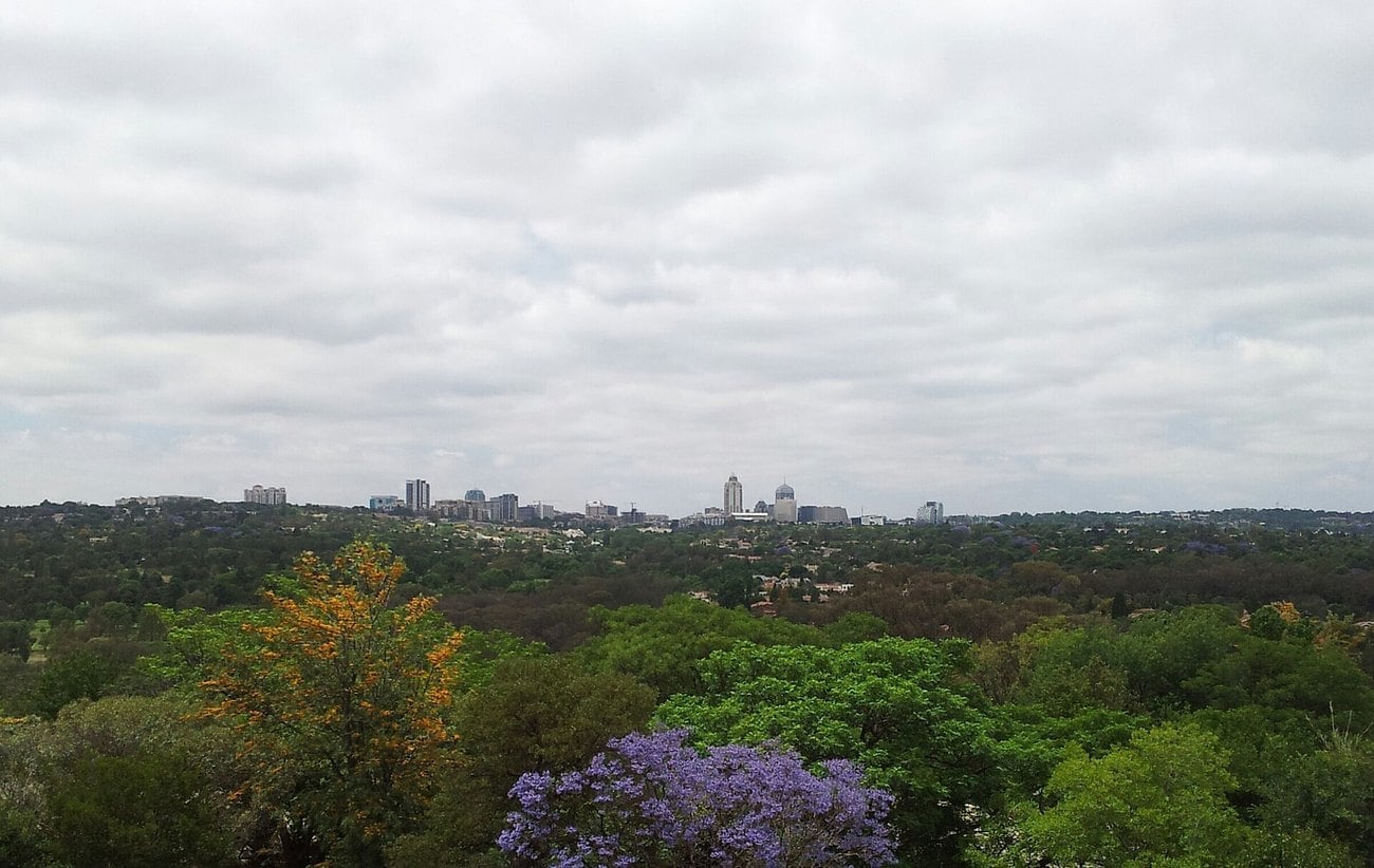 The towers of Sandton on the horizon above the wooded northern suburbs of Johannesburg, with jacarandas in bloom.