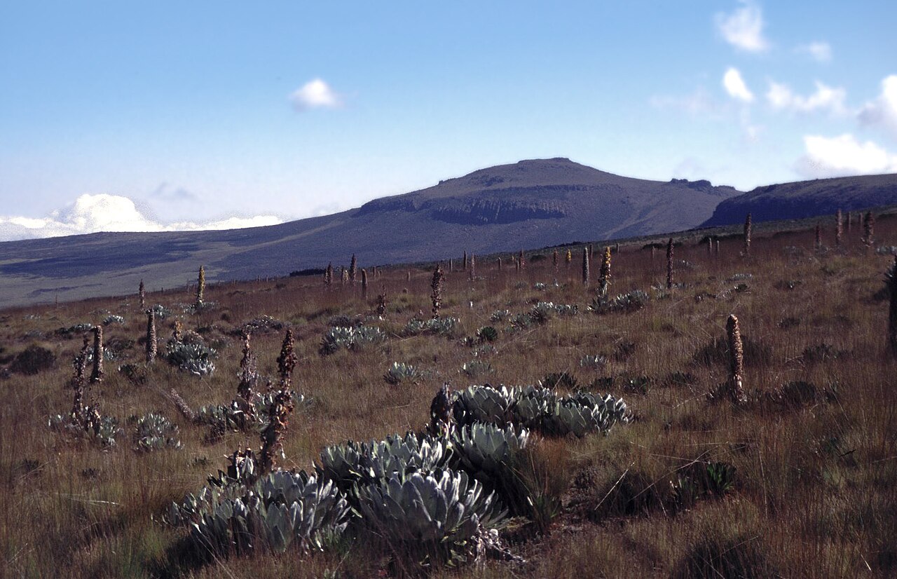 Kenya explained 2026 — the moorland of Mount Kenya with giant lobelias