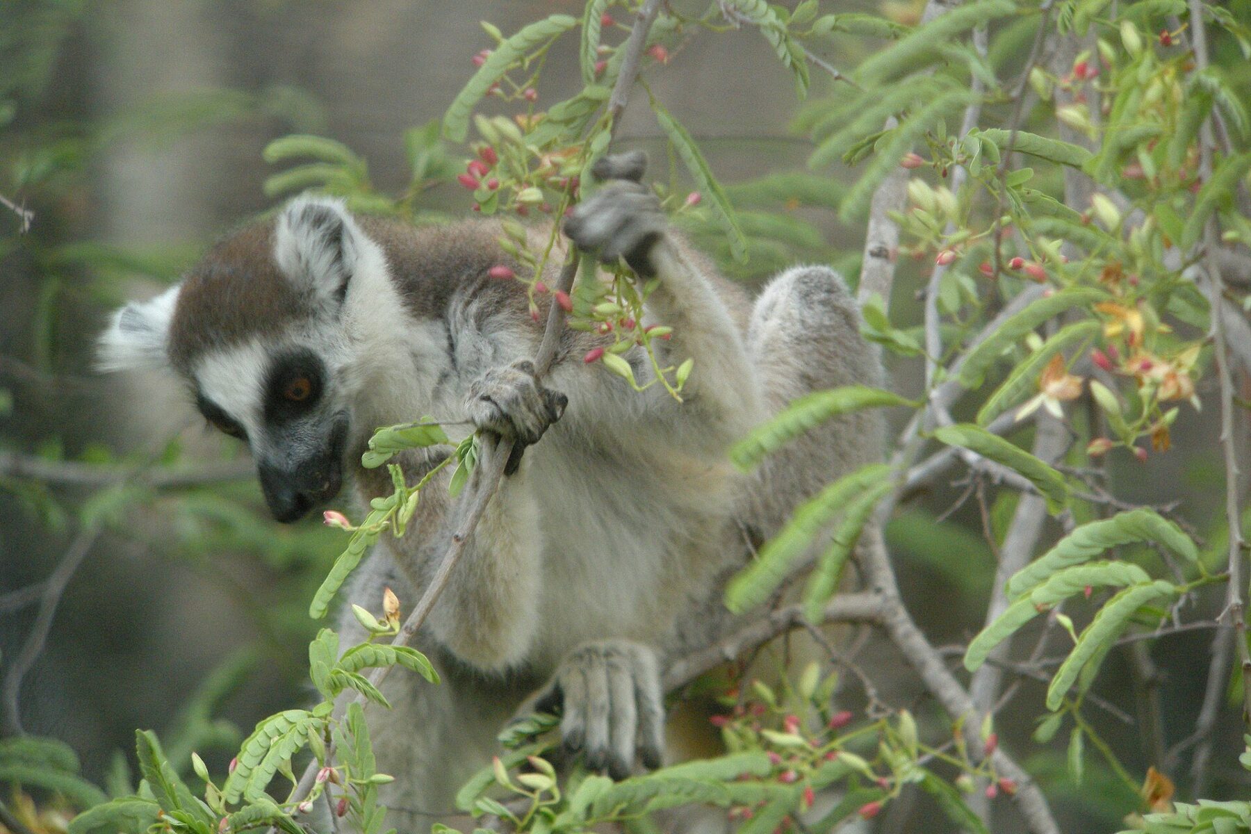 Madagascar explained: a ring-tailed lemur feeding on tamarind leaves in Tsimanampetsotsa National Park