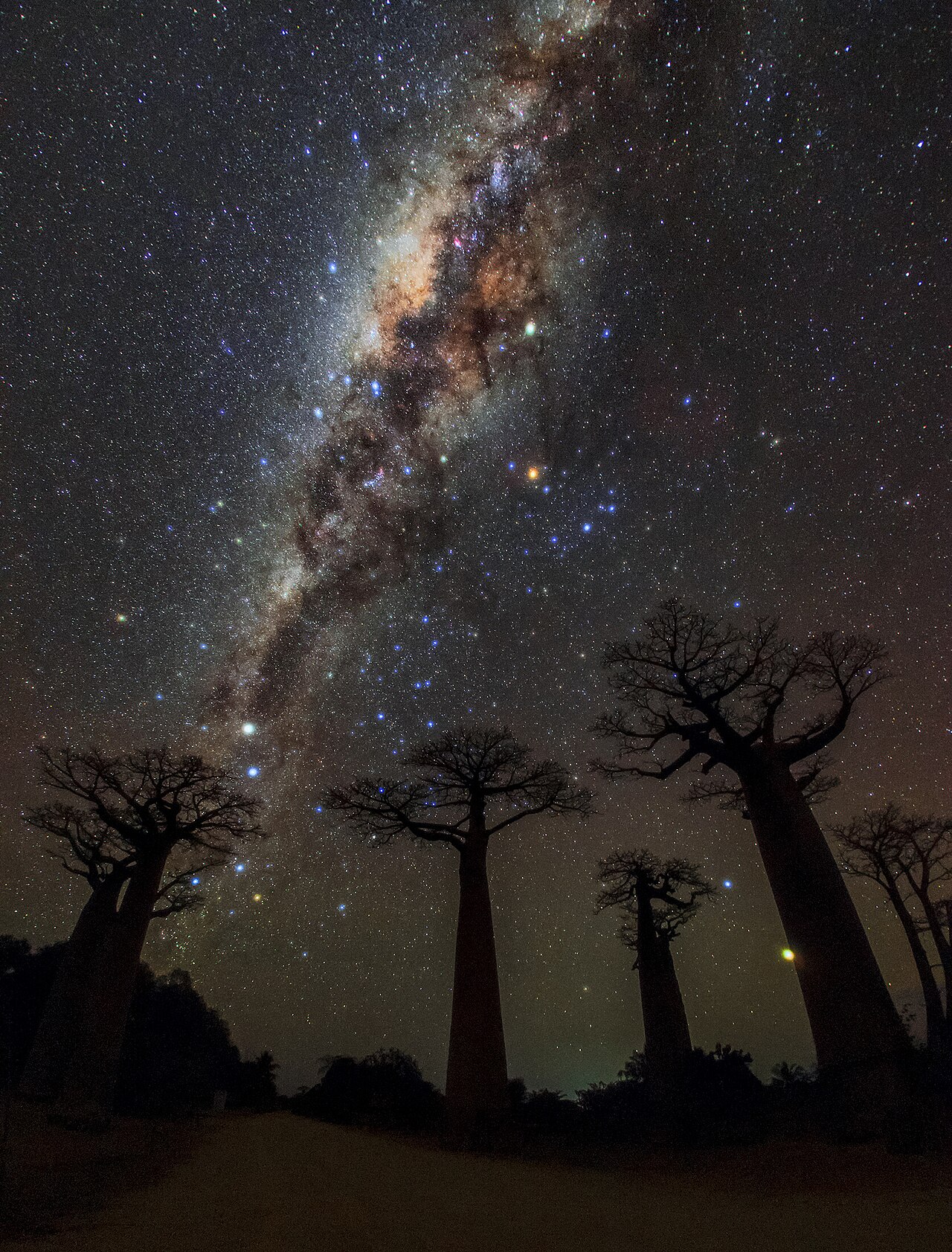 Madagascar explained: the Avenue of the Baobabs near Morondava under the Milky Way