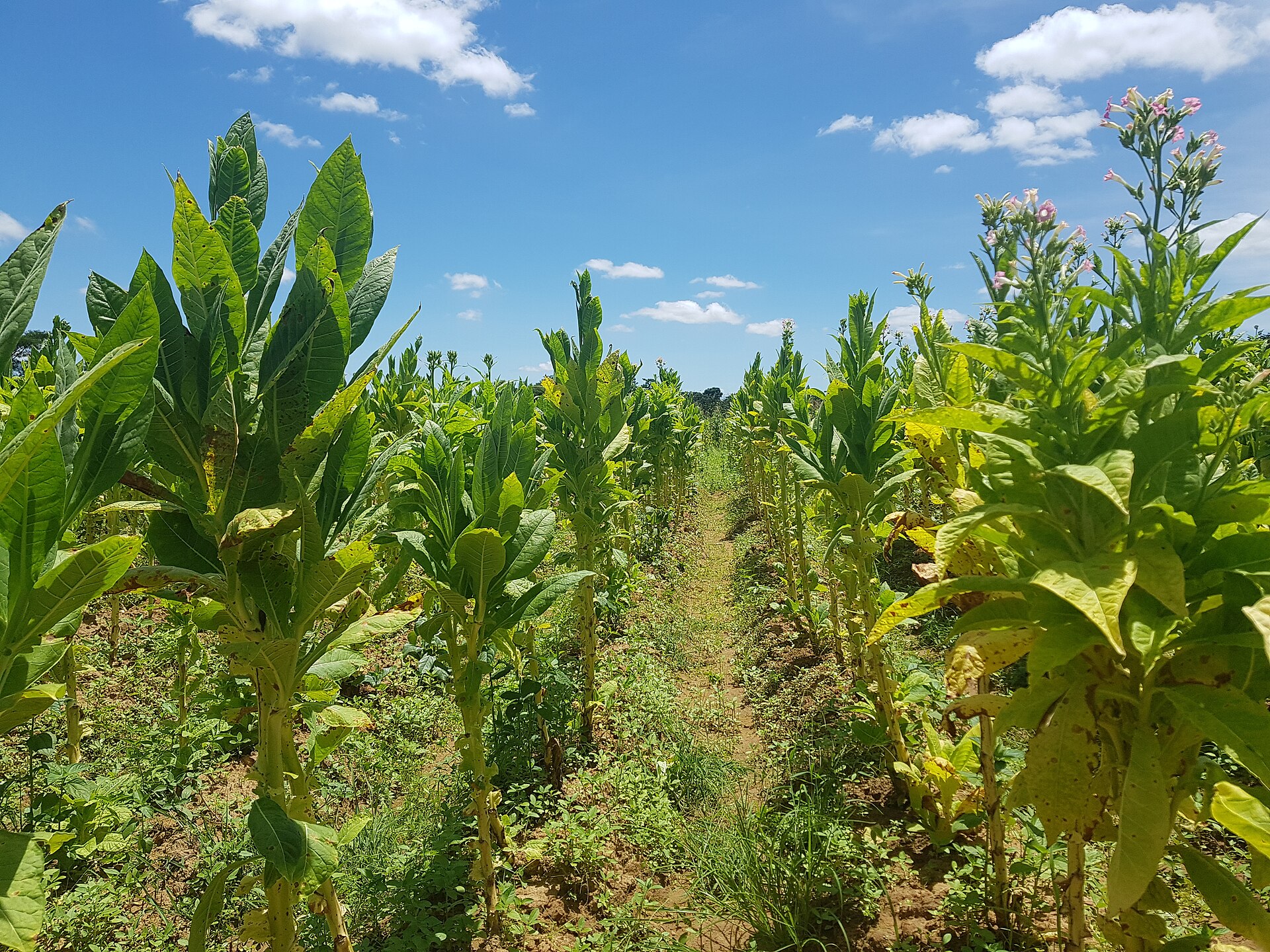 Malawi explained — a tobacco farm, the country’s main export crop