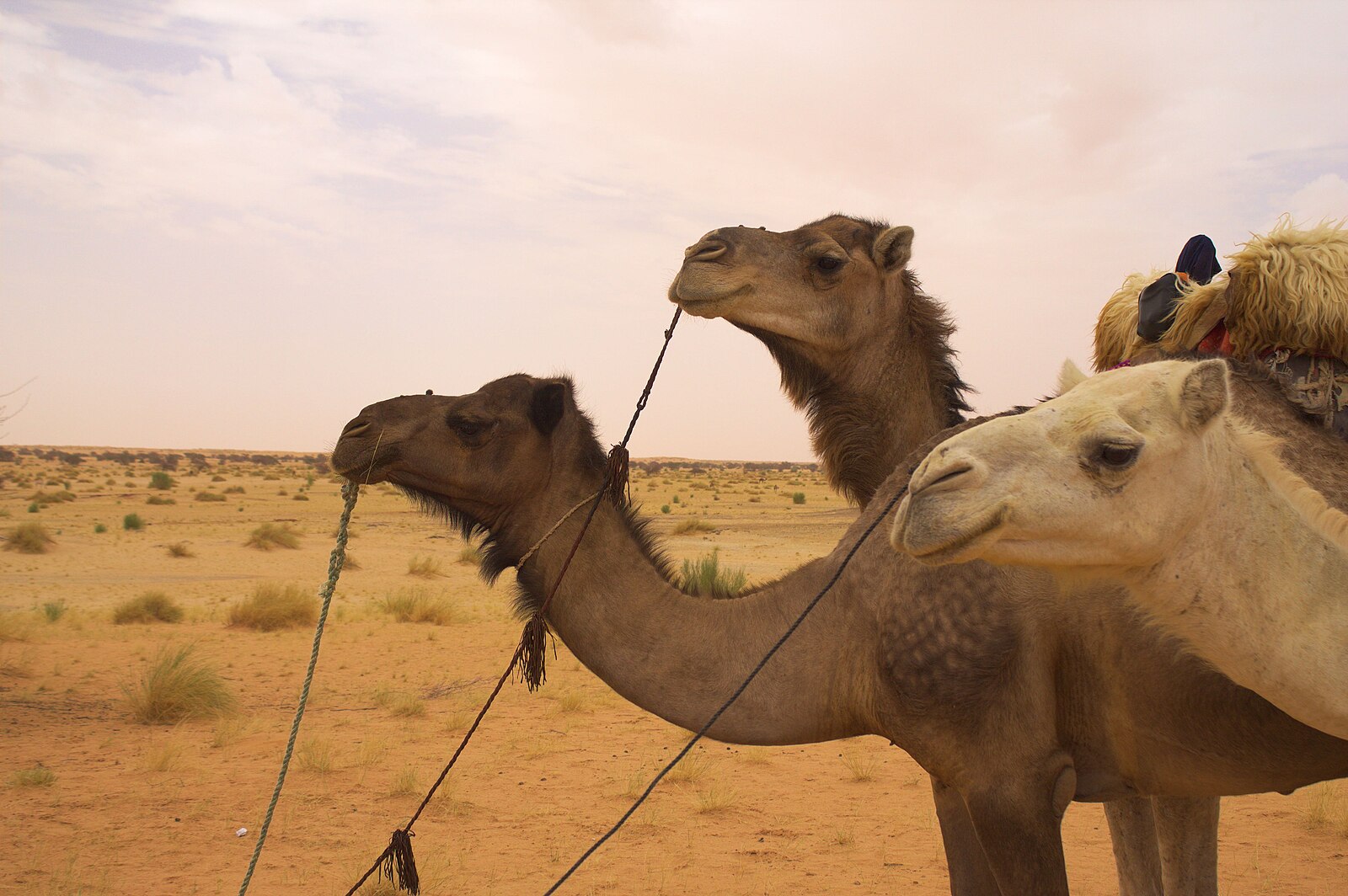 Mauritania explained: camels in the Saharan interior of the country