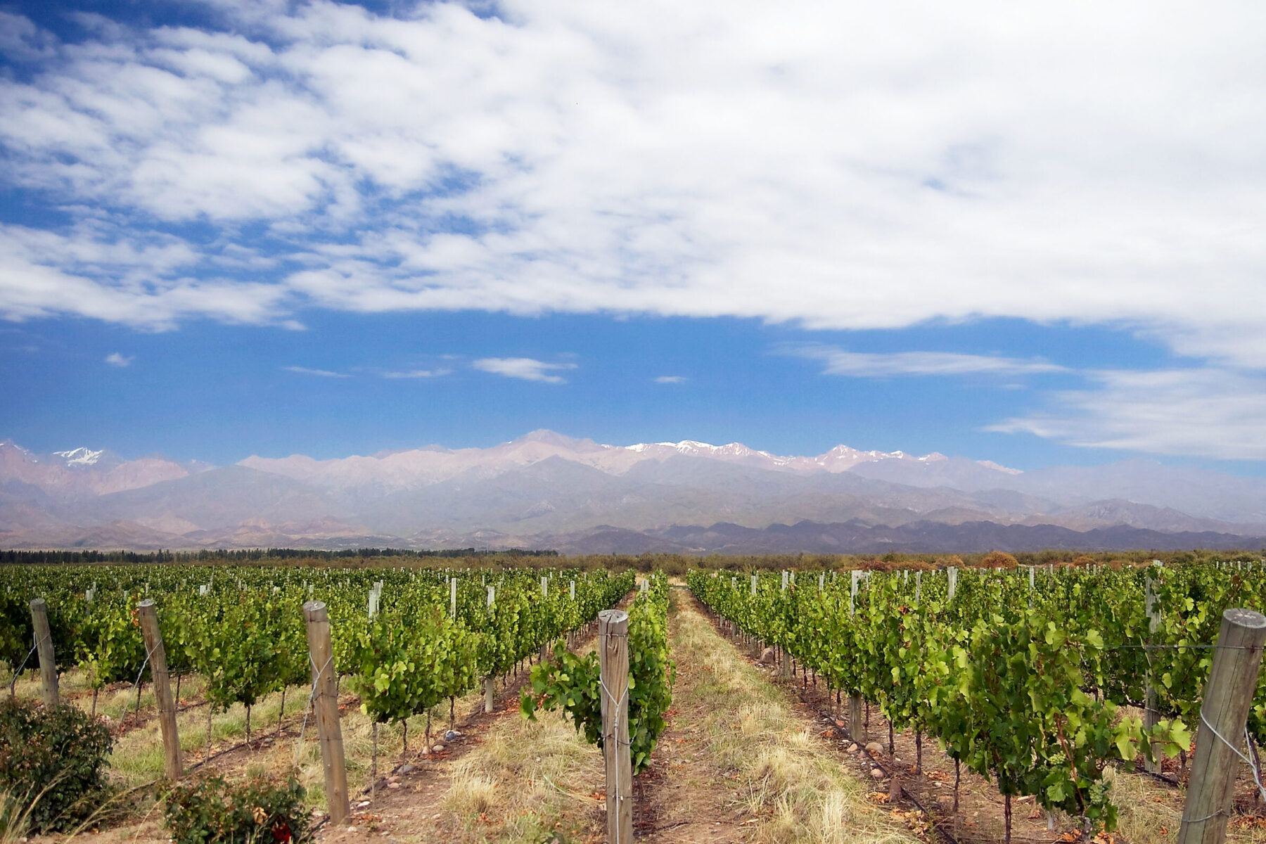 Rows of grapevines stretch toward the snow-capped Andes mountains near Mendoza, Argentina, in early spring.
