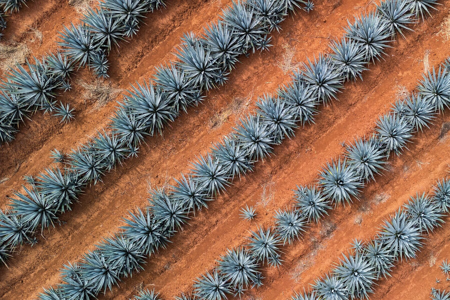 Rows of blue agave plants in a field in Jalisco, Mexico
