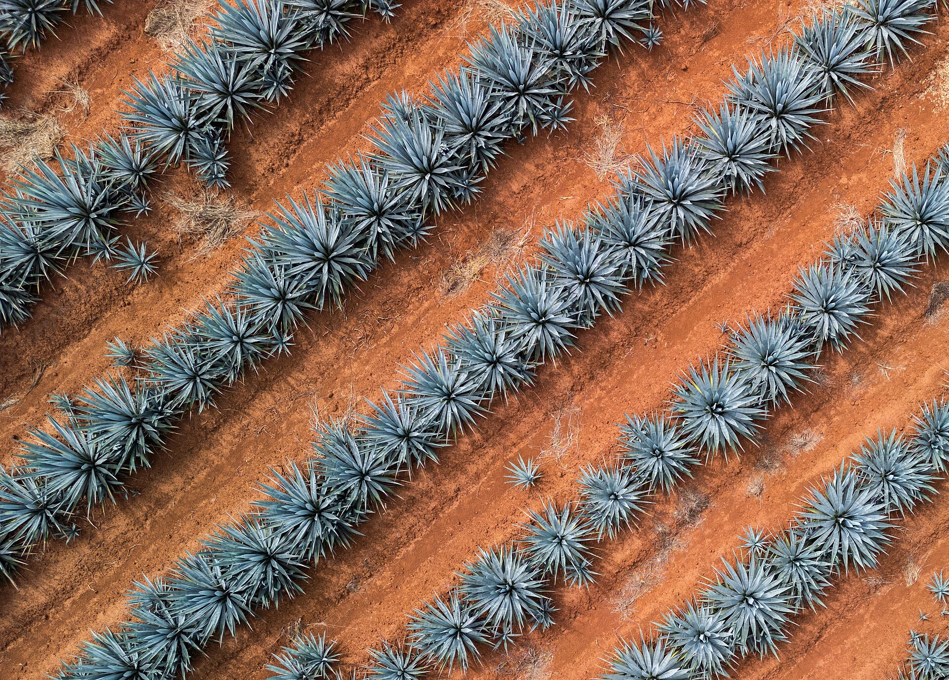 Rows of blue agave plants in a field in Jalisco, Mexico