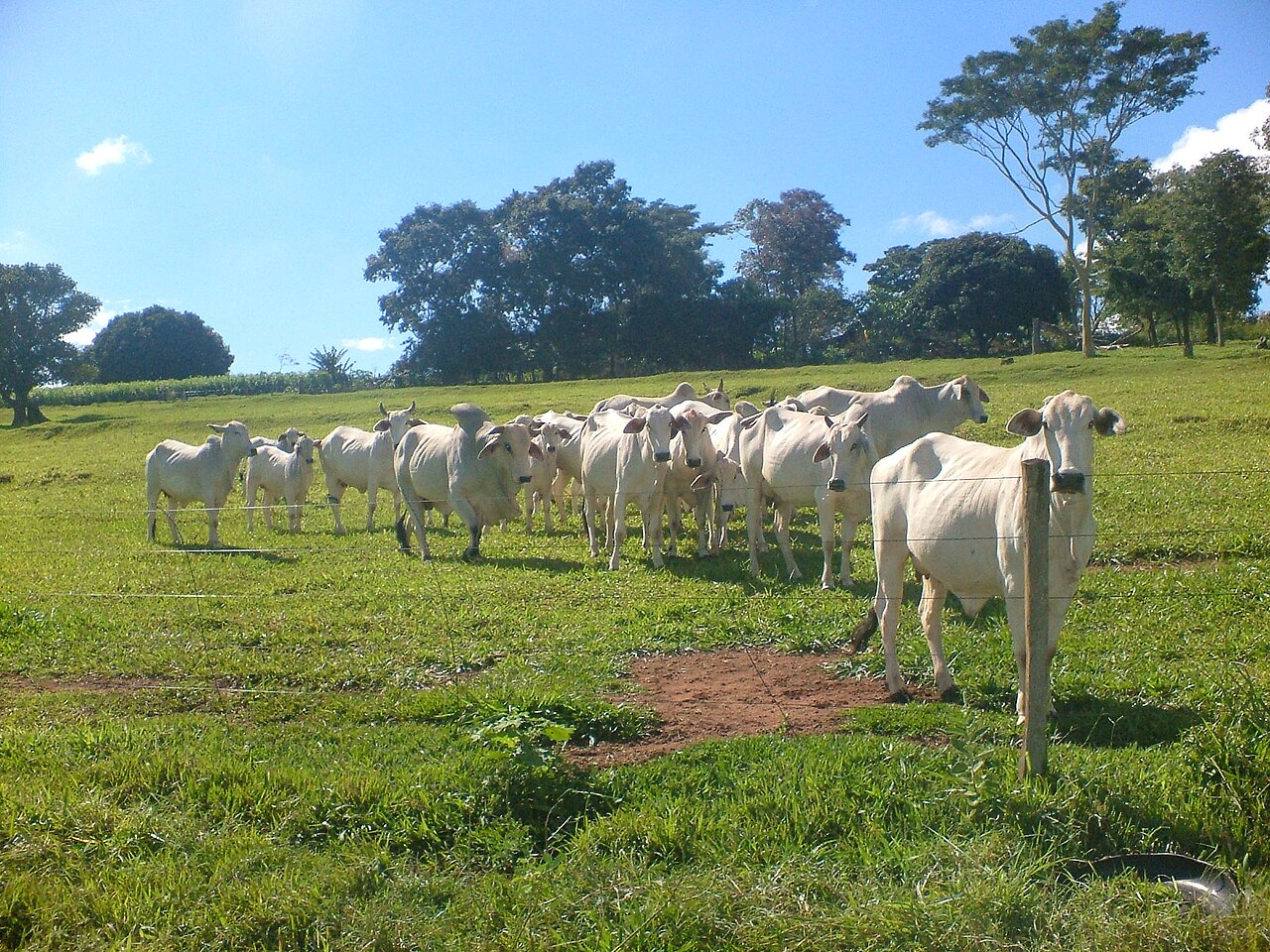 Beef cattle on a Brazilian ranch destined for export markets