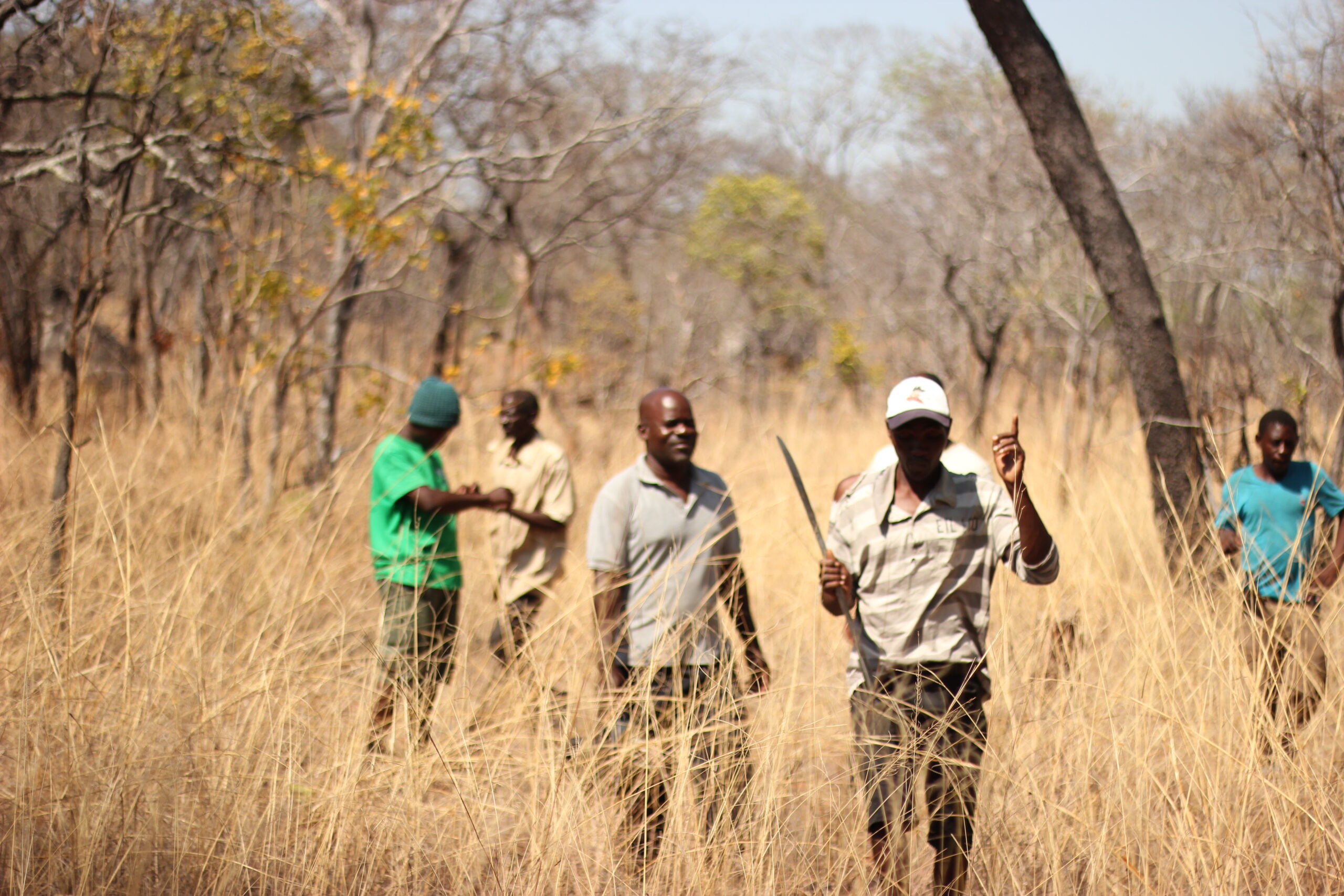 Niassa attack — miombo woodland inside the Niassa National Reserve, Mozambique