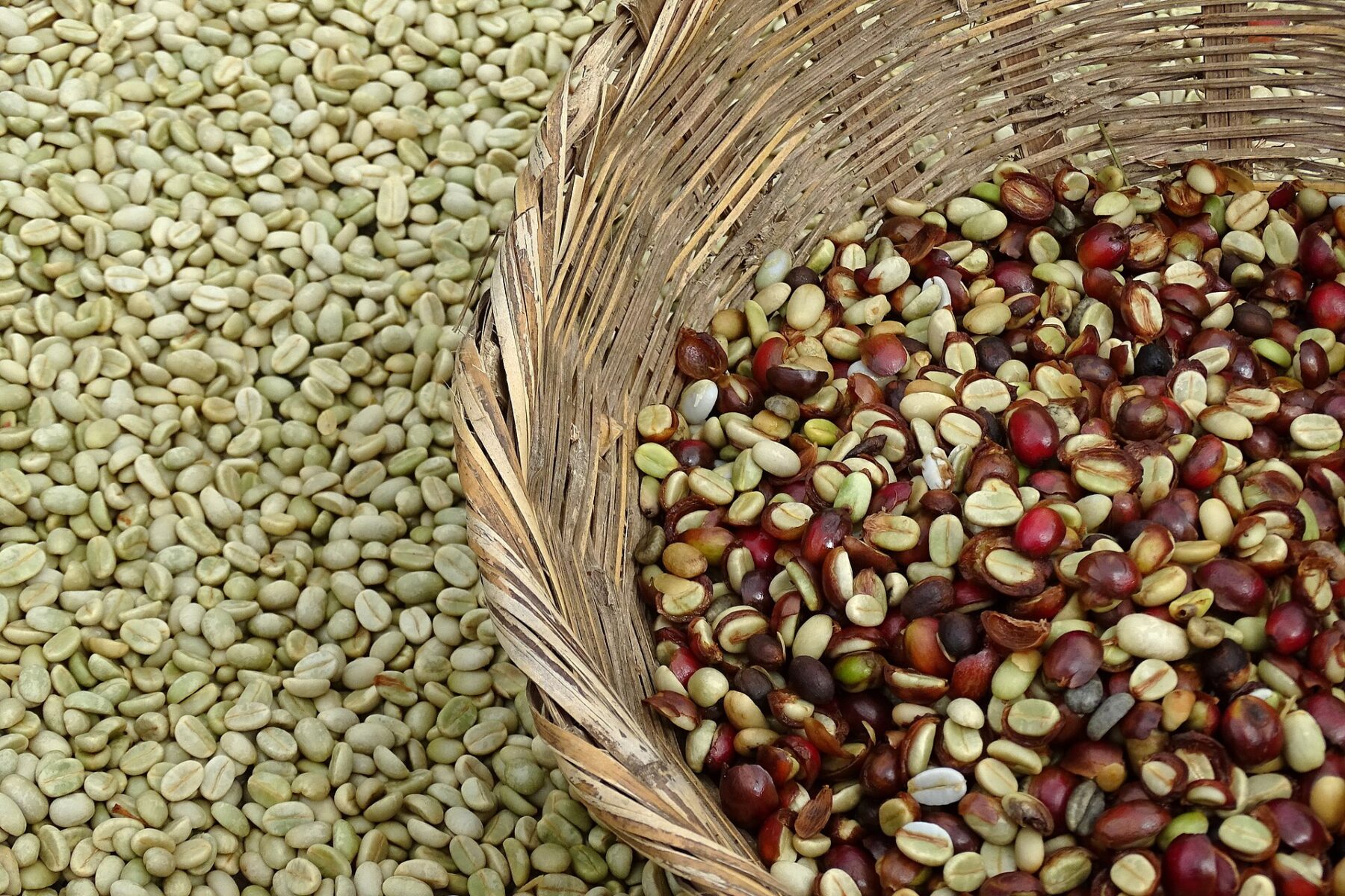 Nicaragua explained 2026 — coffee beans drying at a farm near Matagalpa