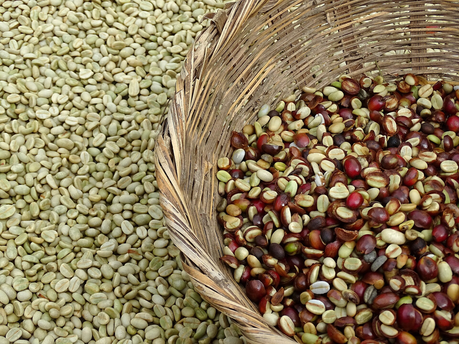 Nicaragua explained 2026 — coffee beans drying at a farm near Matagalpa