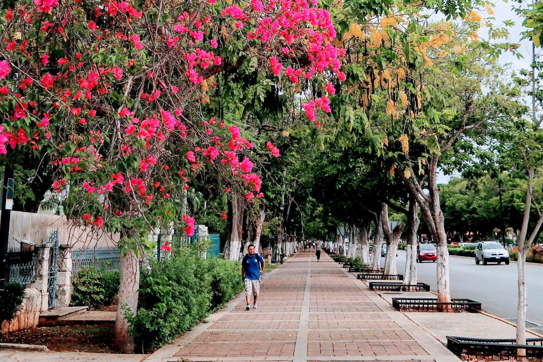 Tree-lined walkway on Paseo de Montejo in Mérida, Yucatán, with flowering bougainvillea and benches