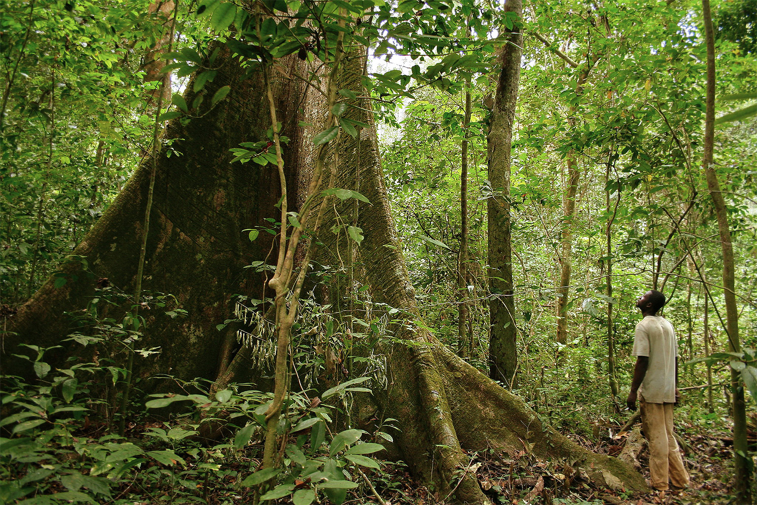 Gabon economy oil manganese rainforest Libreville Oligui Nguema 2026