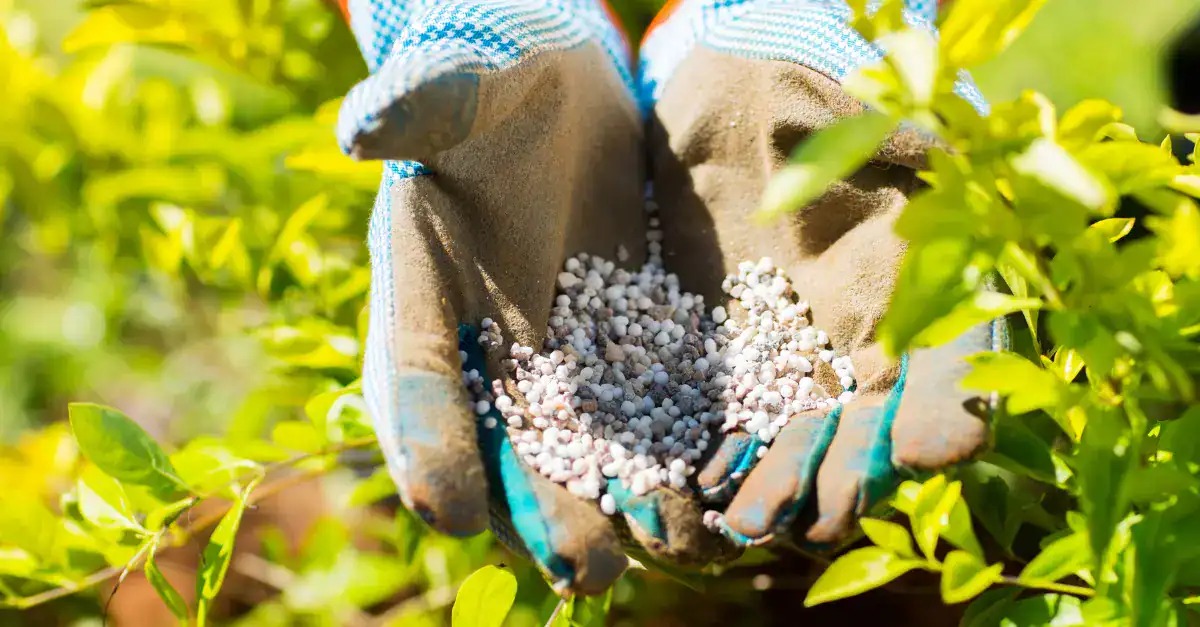 regional fertiliser market - granular fertiliser held in gloved hands