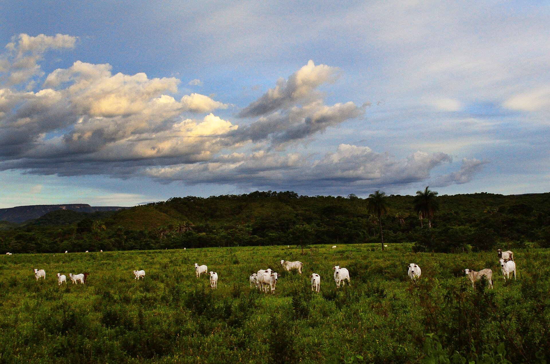 EU import ban - Nelore cattle on pasture in Brazil
