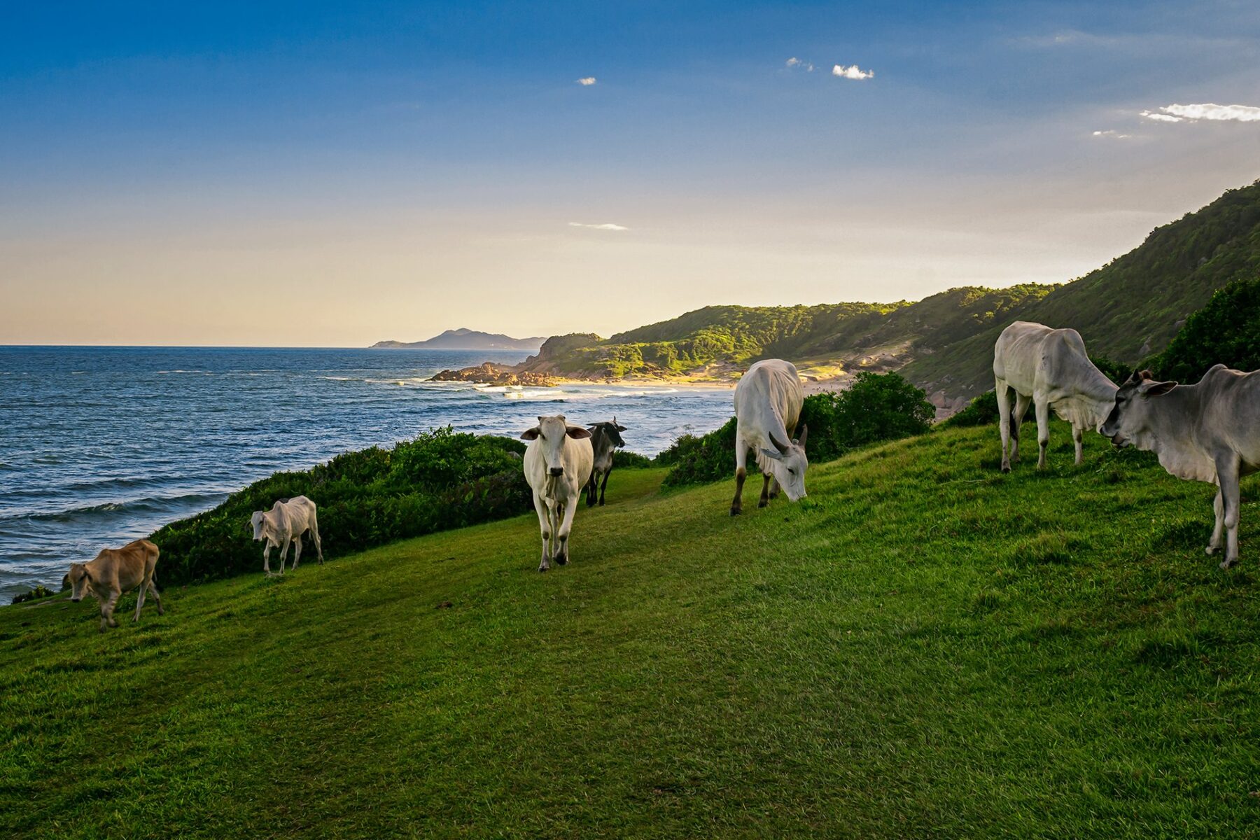 beef exports - Nelore cattle on Brazilian pasture