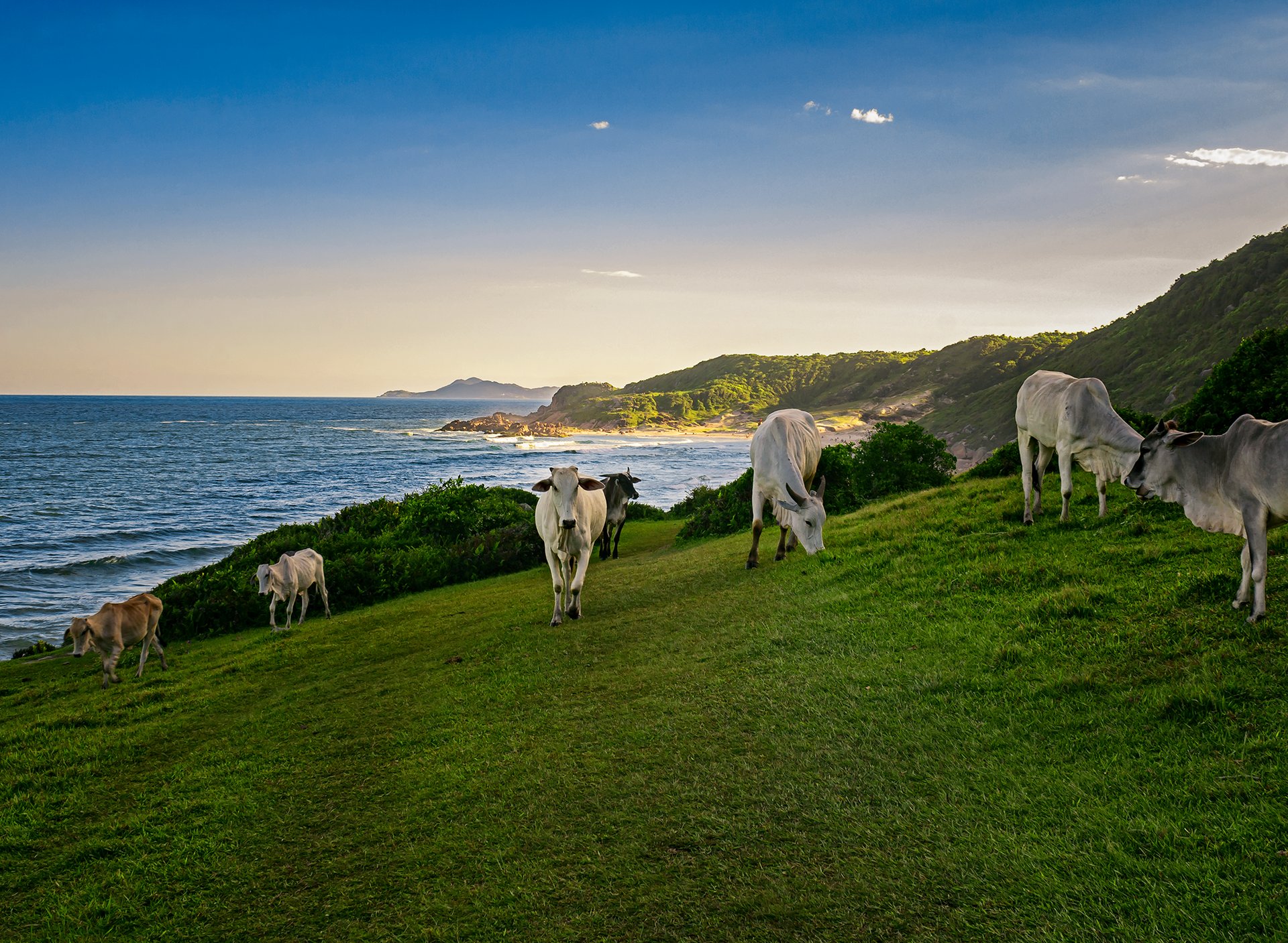 Brazil EU beef - Nelore cattle grazing on a Brazilian coastal hillside