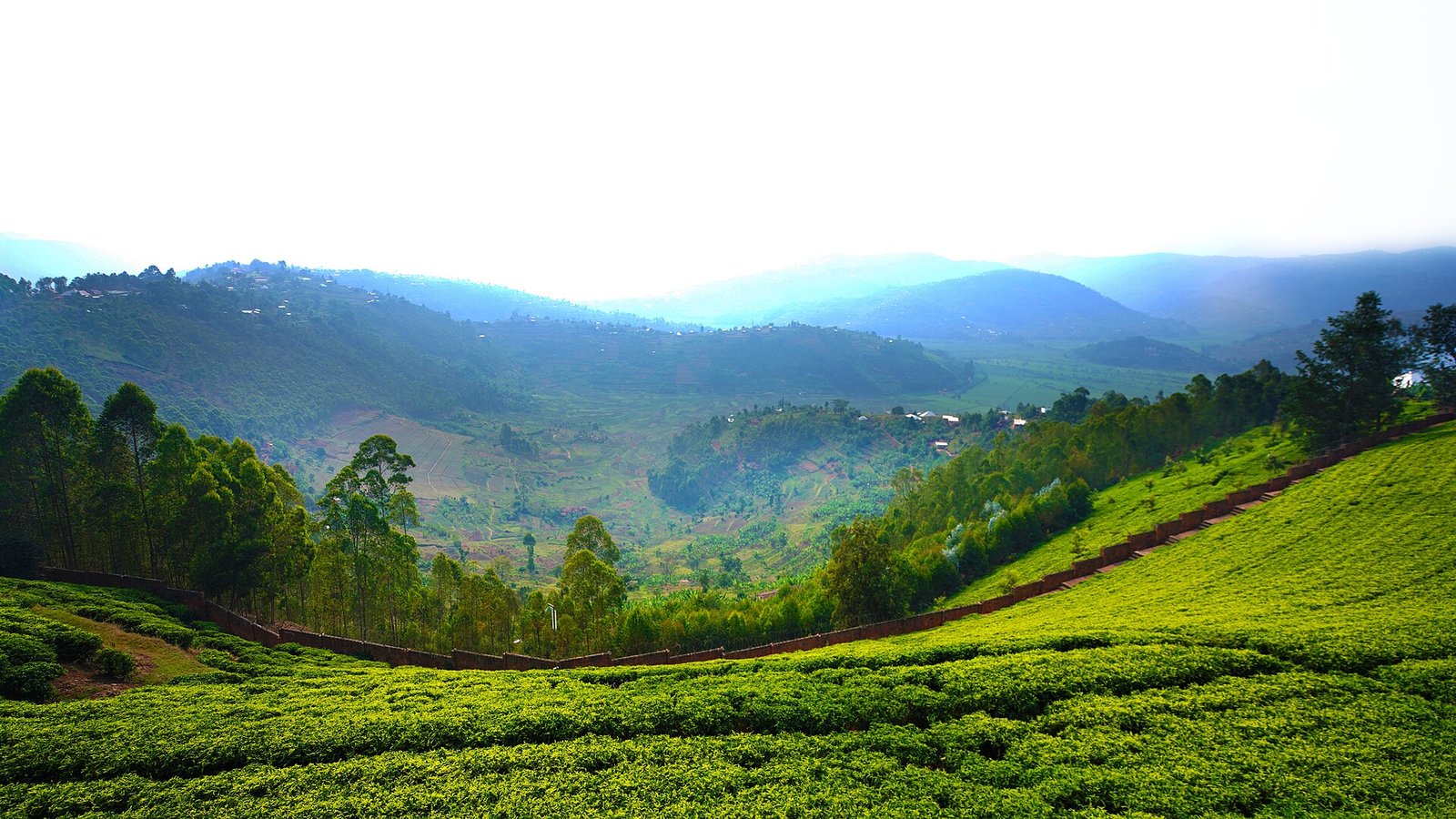 Rwanda explained 2026 — the Sorwathe tea plantation on a Rwandan hillside