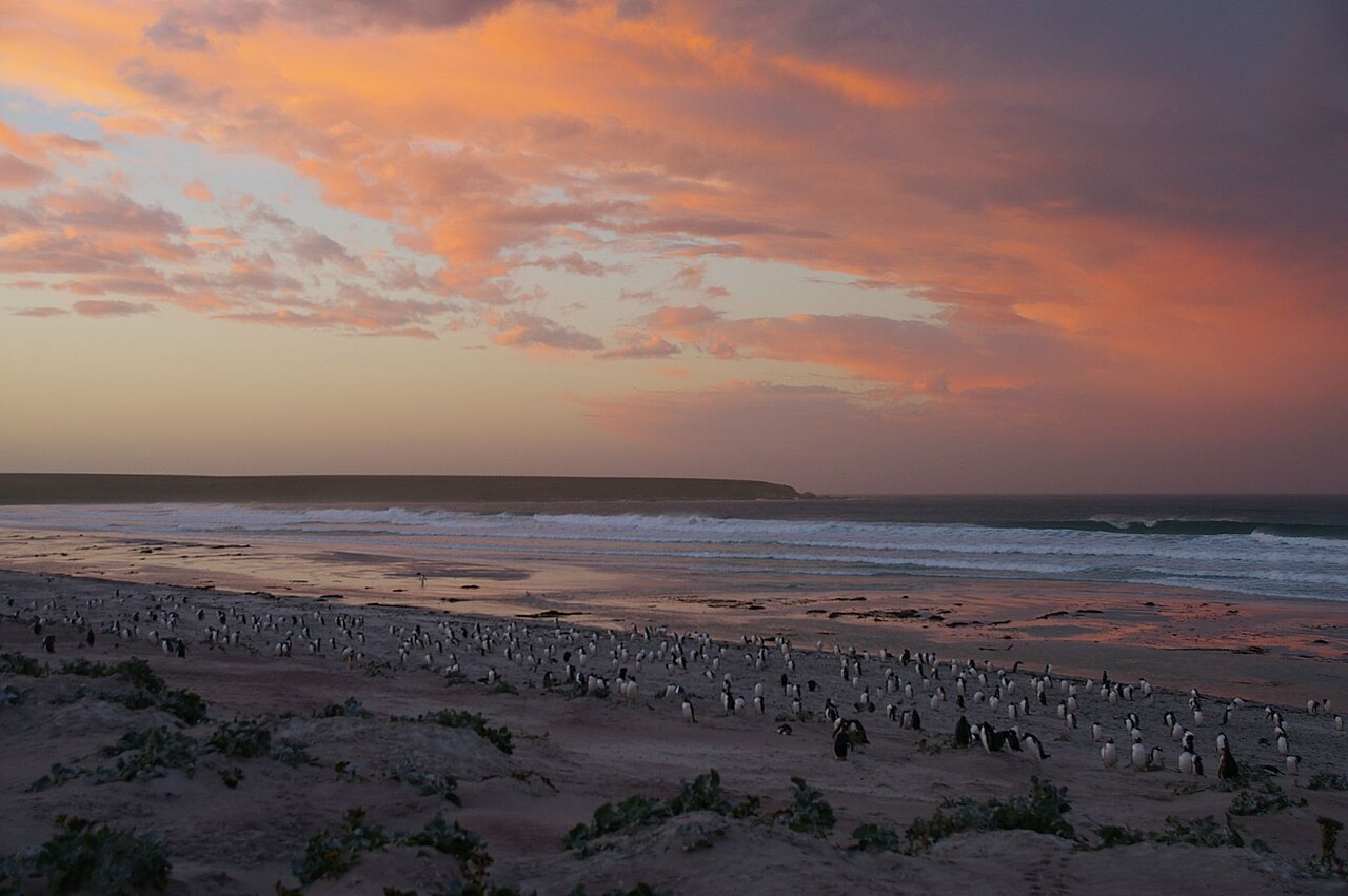 Penguins on a beach at sunset in the Falkland Islands, the disputed archipelago claimed by Argentina as the Malvinas