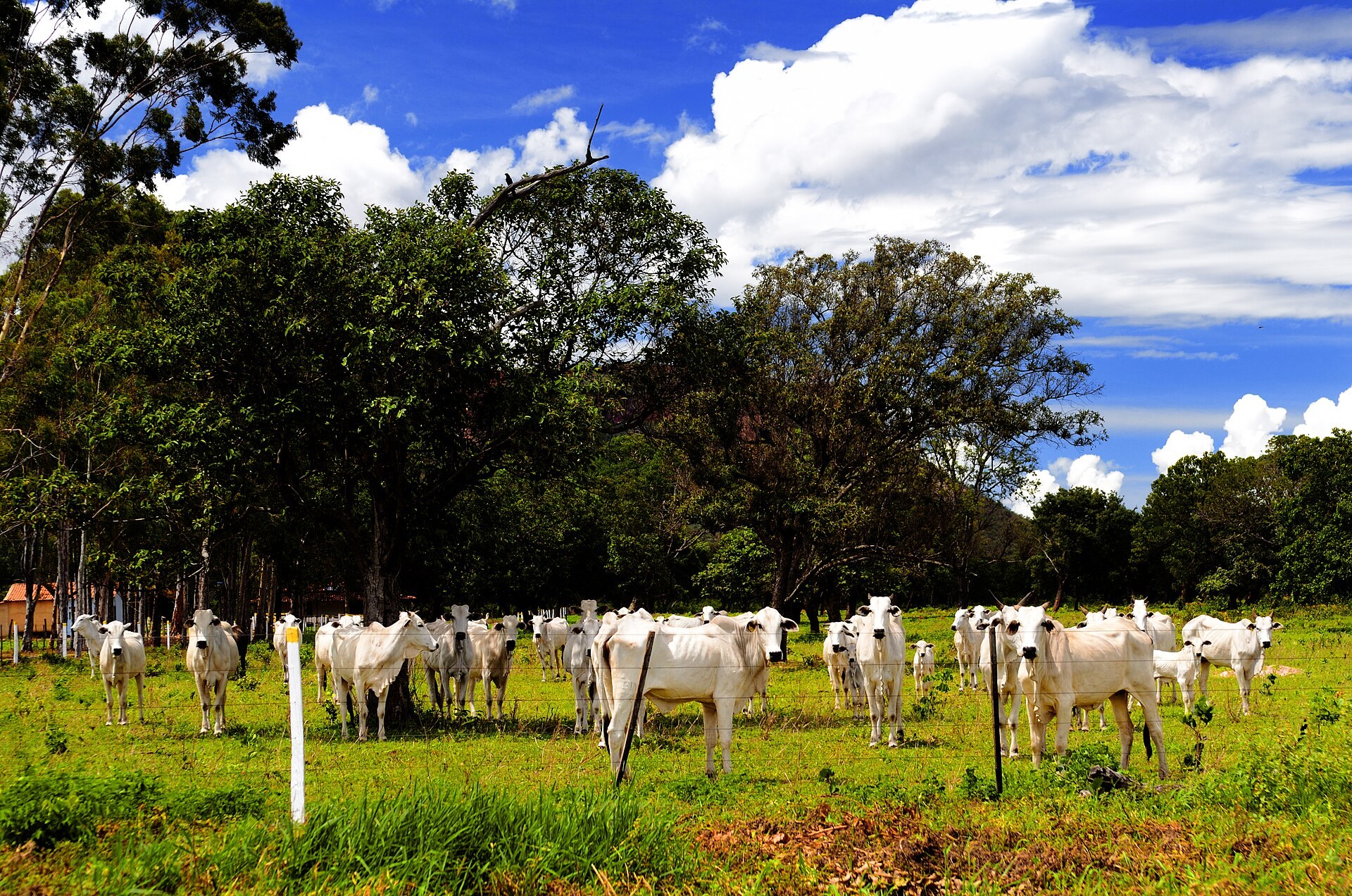Brazilian beef — Nelore cattle graze on a pasture in Brazil
