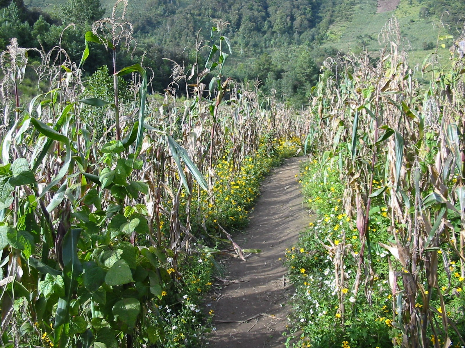 Guatemala drought — a milpa field with maize and beans in K'iche', Guatemala, on the southern slope of the Cuchumatanes mountains