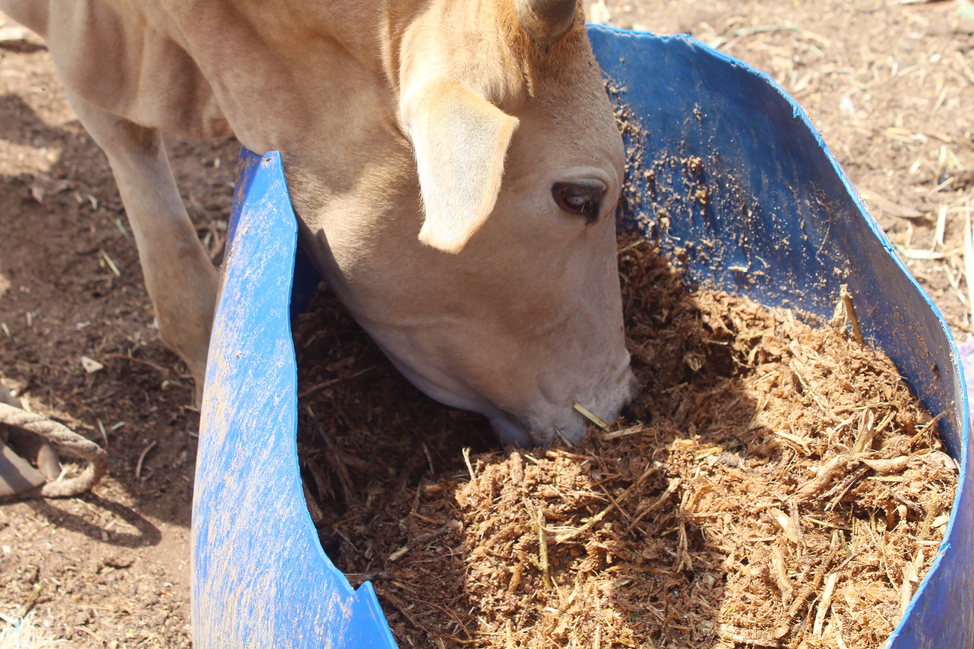 Cattle on sale at the Monday Market in Kakuri, Kaduna, Nigeria