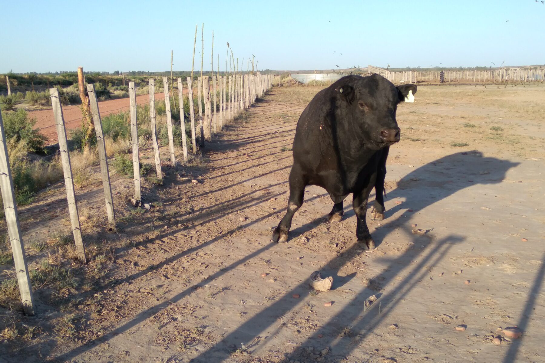 A black Angus bull standing in a fenced paddock in rural Argentina