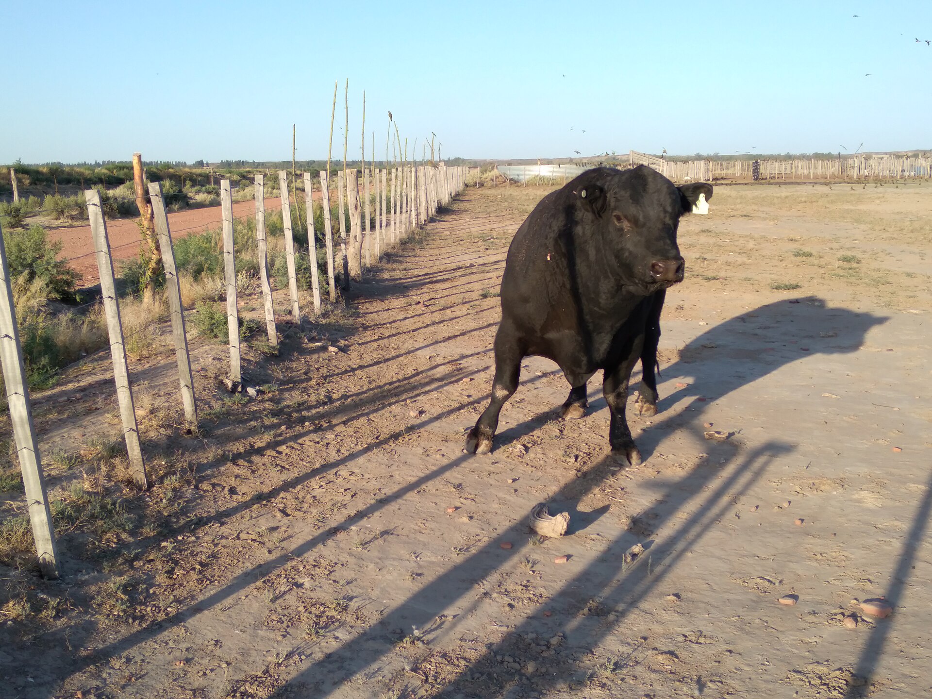 A black Angus bull standing in a fenced paddock in rural Argentina