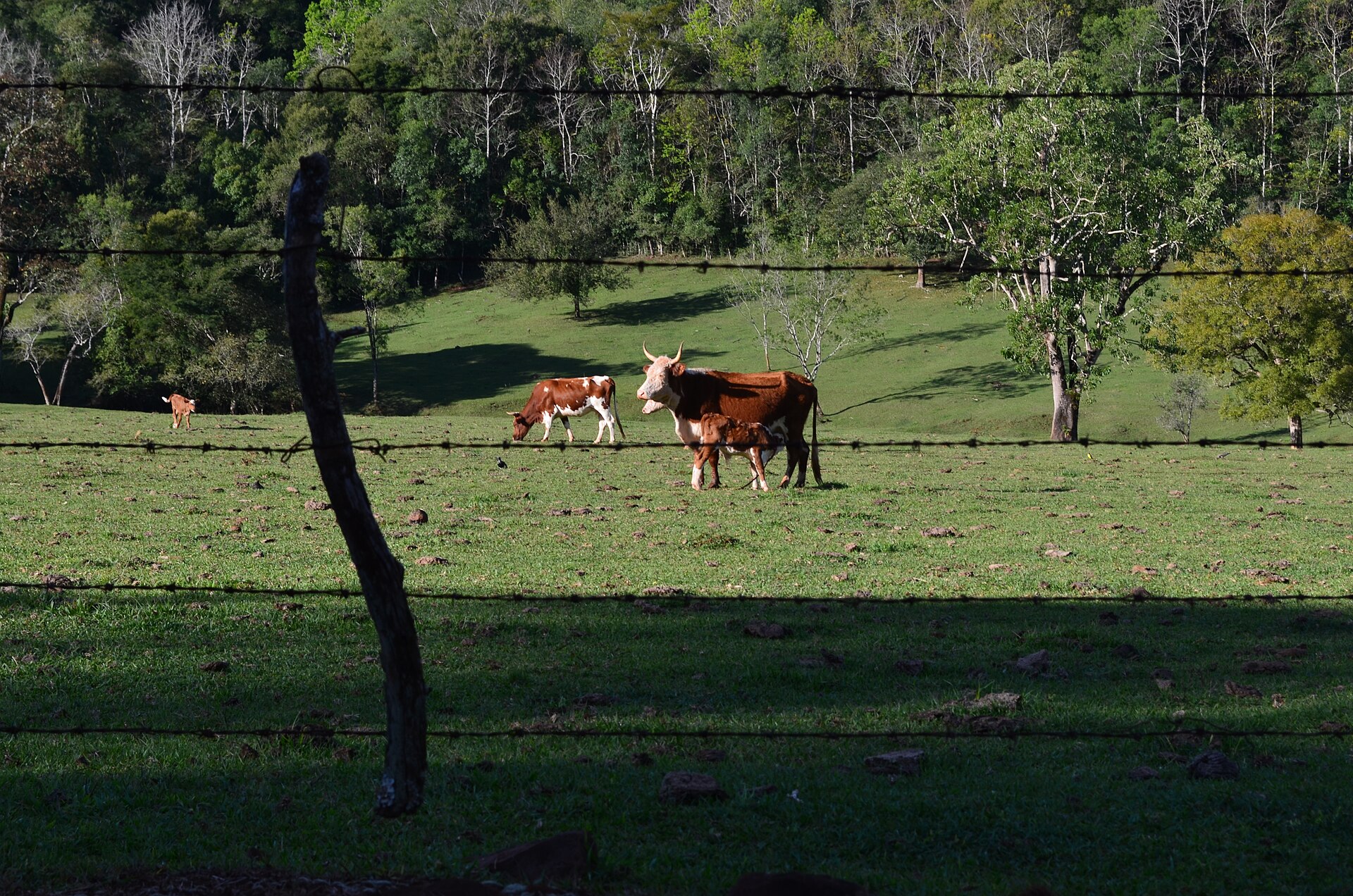 Cattle grazing on open pasture in Misiones province, Argentina