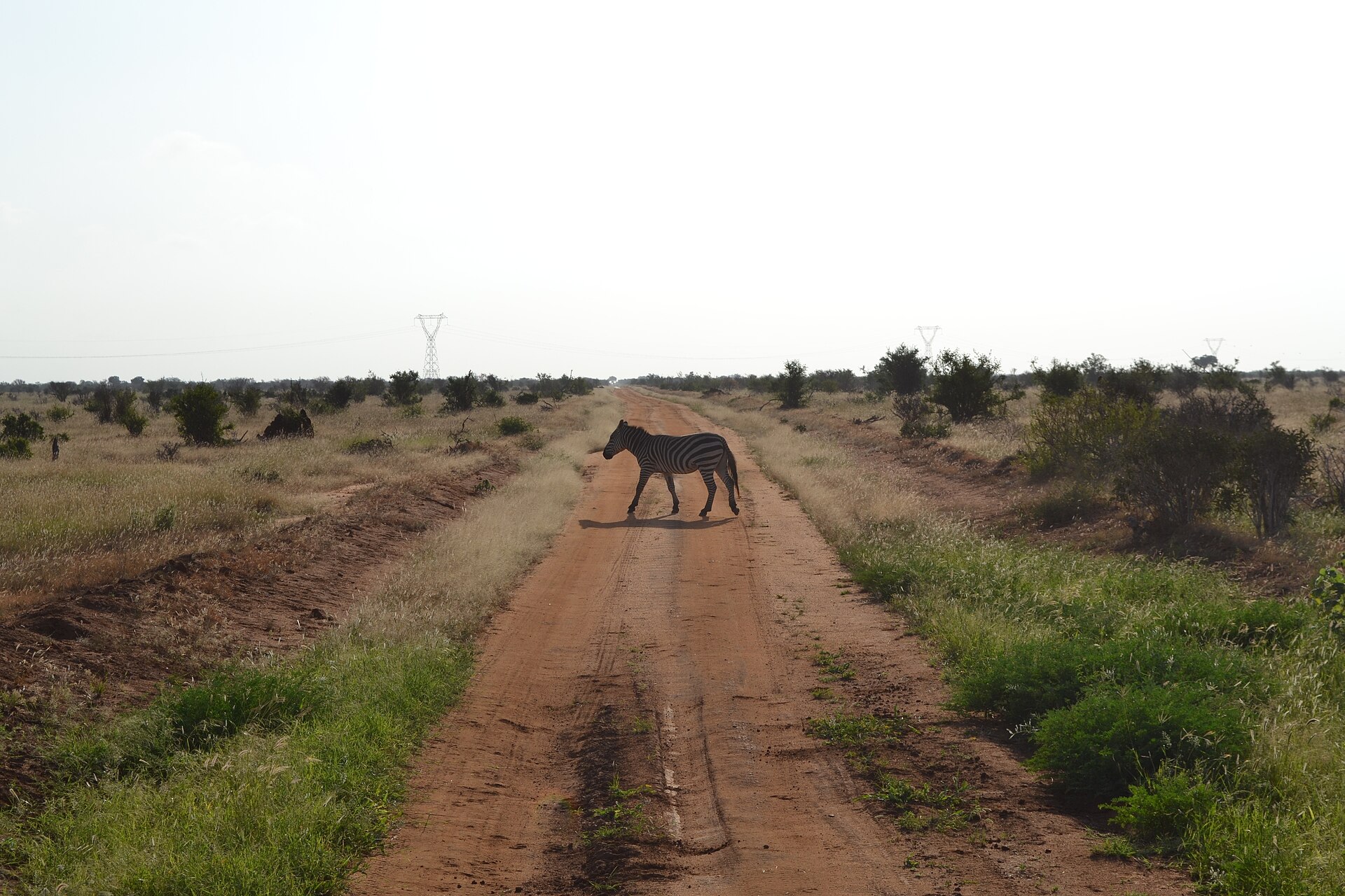 A dirt road crossing the Kenyan bush beneath a transmission corridor