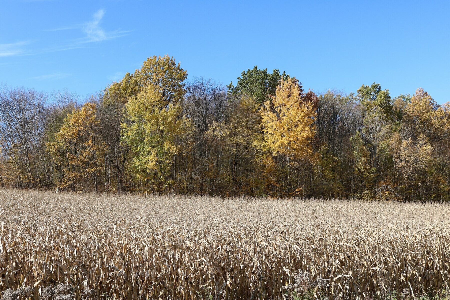 A maize field ready for harvest