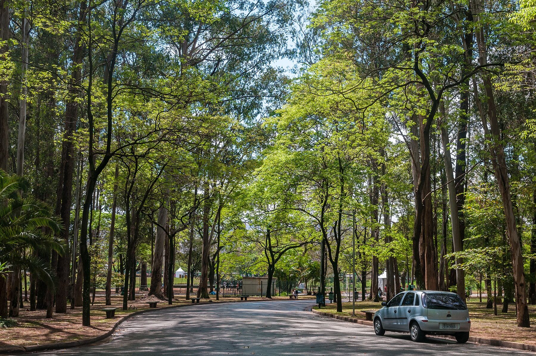 A tree-lined road inside Ibirapuera Park, Sao Paulo