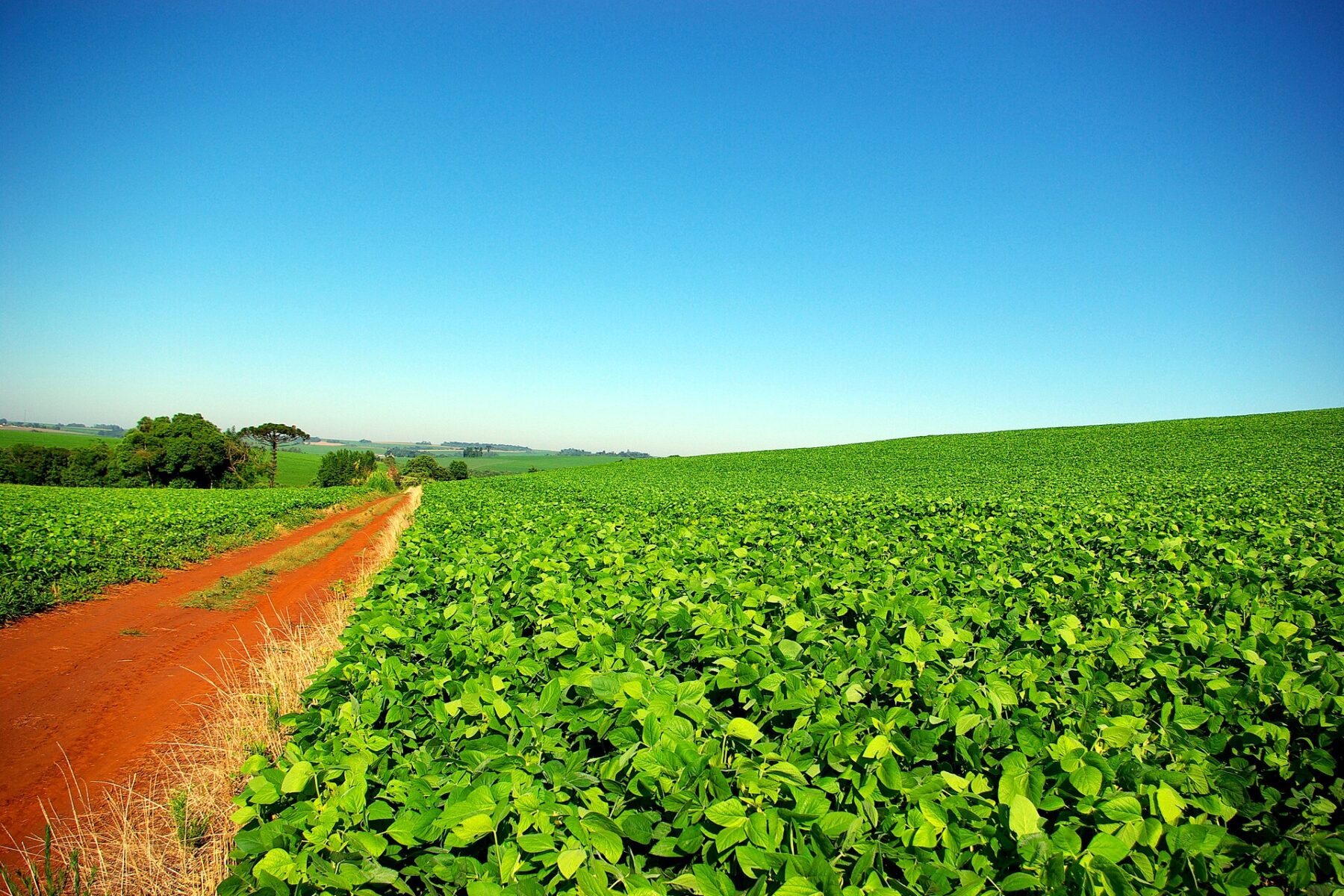 A soybean field in Brazil under a clear sky