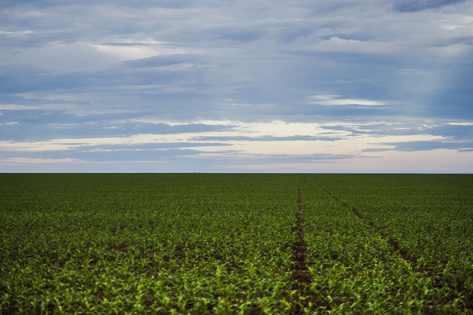 A soybean field in Bras Norte, Mato Grosso, Brazil.