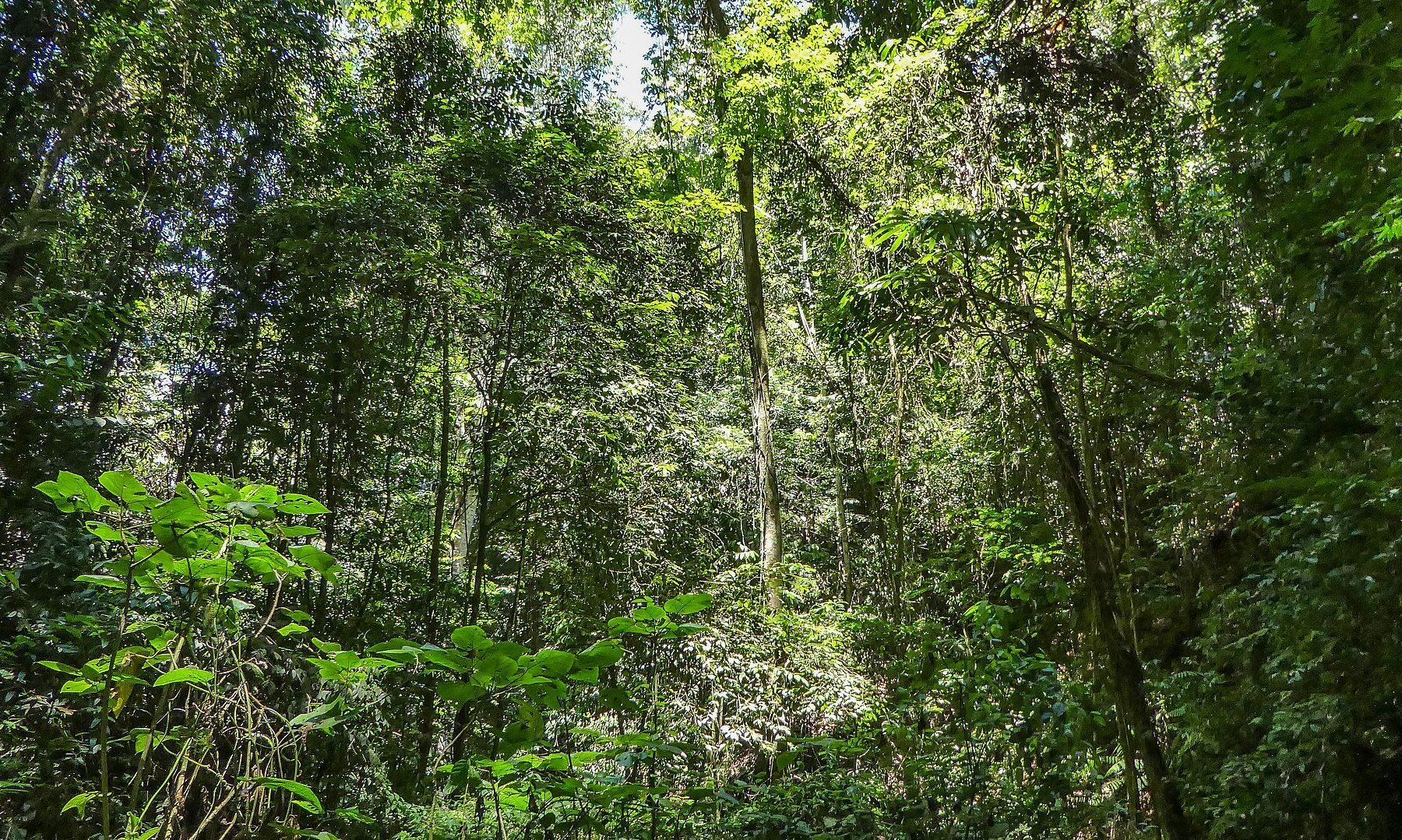 Dense rainforest at Brownsberg in Suriname, a country where forest covers more than nine-tenths of the land