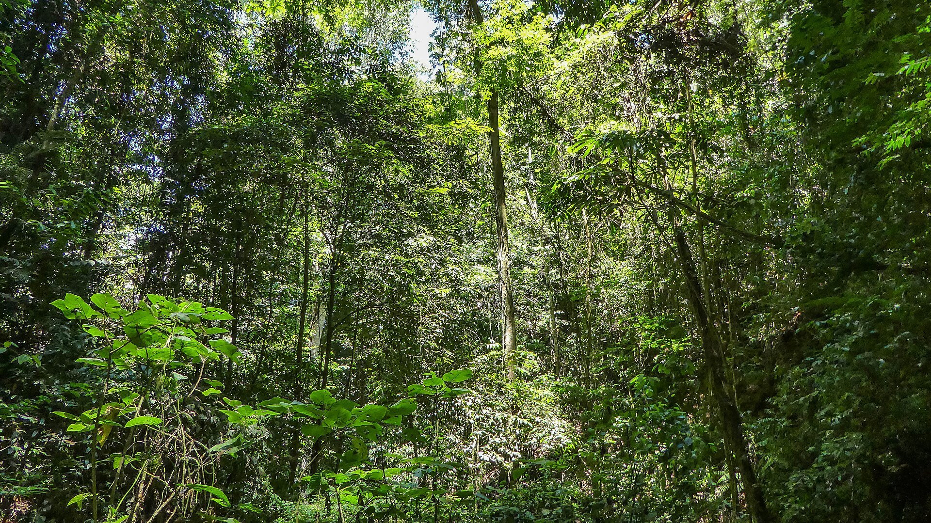 Dense rainforest at Brownsberg in Suriname, a country where forest covers more than nine-tenths of the land