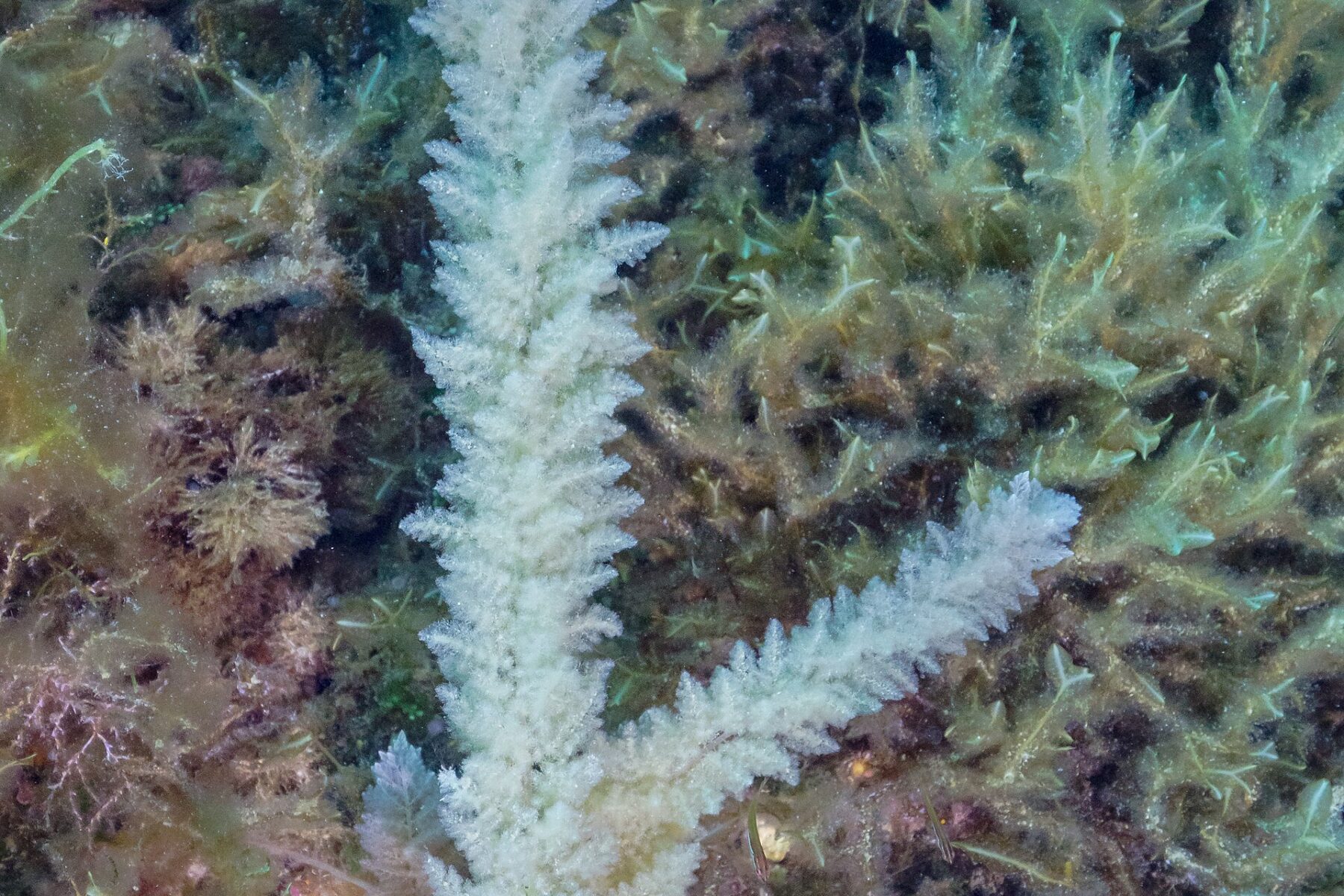 The red seaweed Asparagopsis taxiformis growing underwater