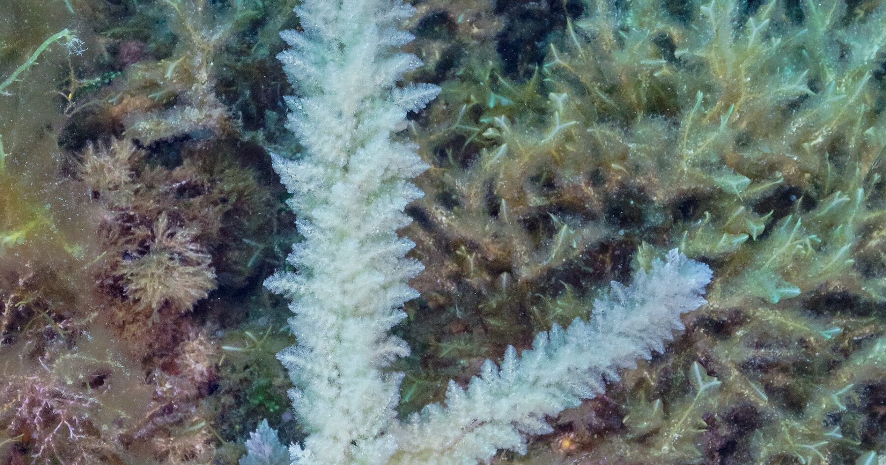The red seaweed Asparagopsis taxiformis growing underwater