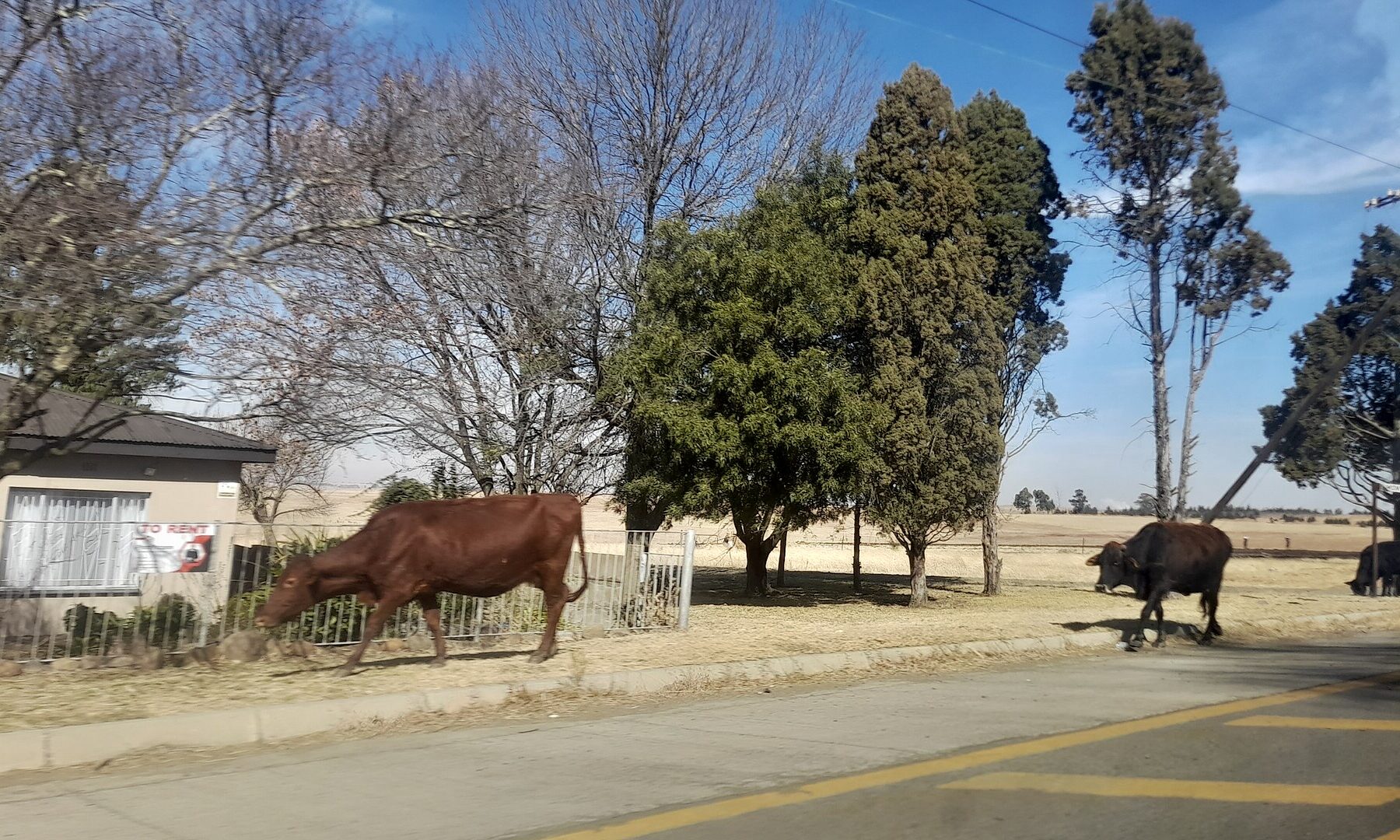 Cattle grazing in Amersfoort, South Africa