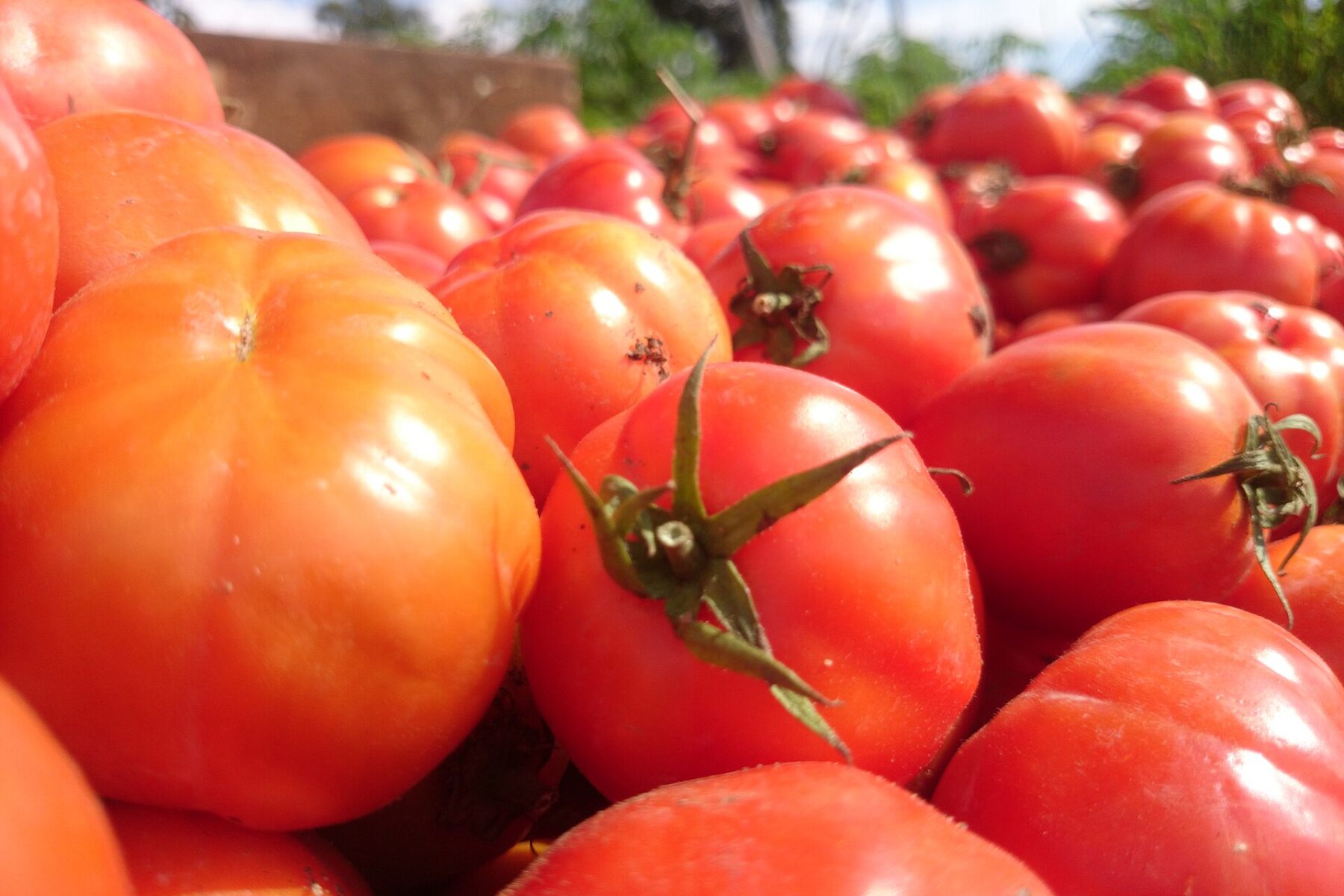 Freshly harvested tomatoes during tomato season in Koforidua, Ghana