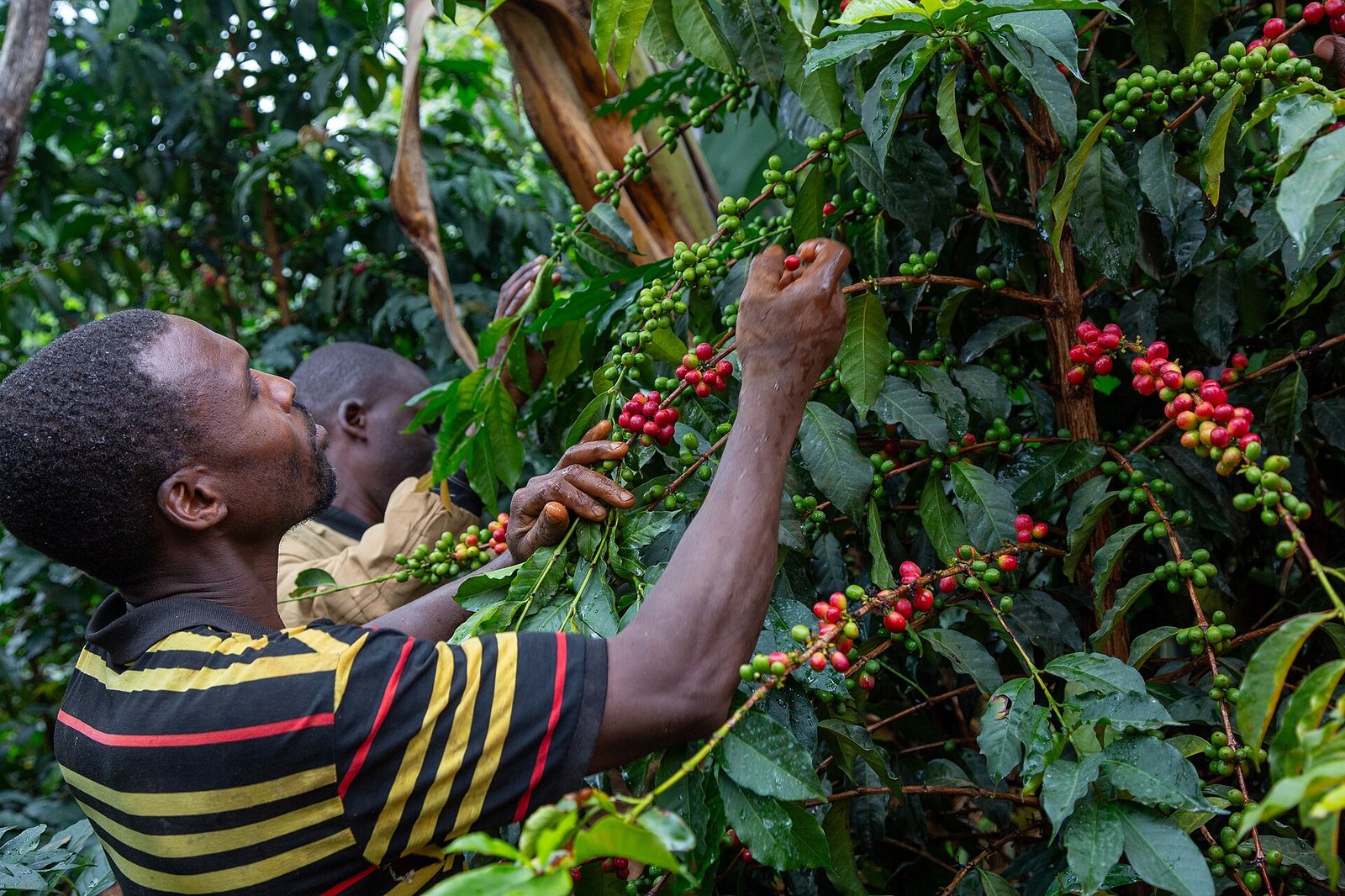 Uganda explained 2026 — coffee farmers picking ripe cherries in Uganda