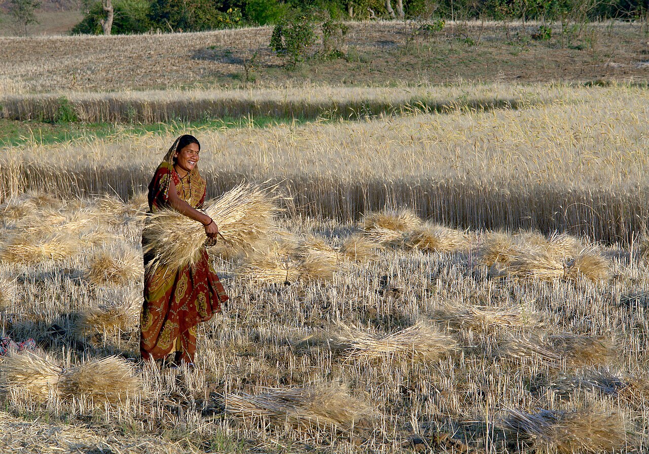 A woman in a red sari carrying an armful of hand-cut wheat across a harvested field