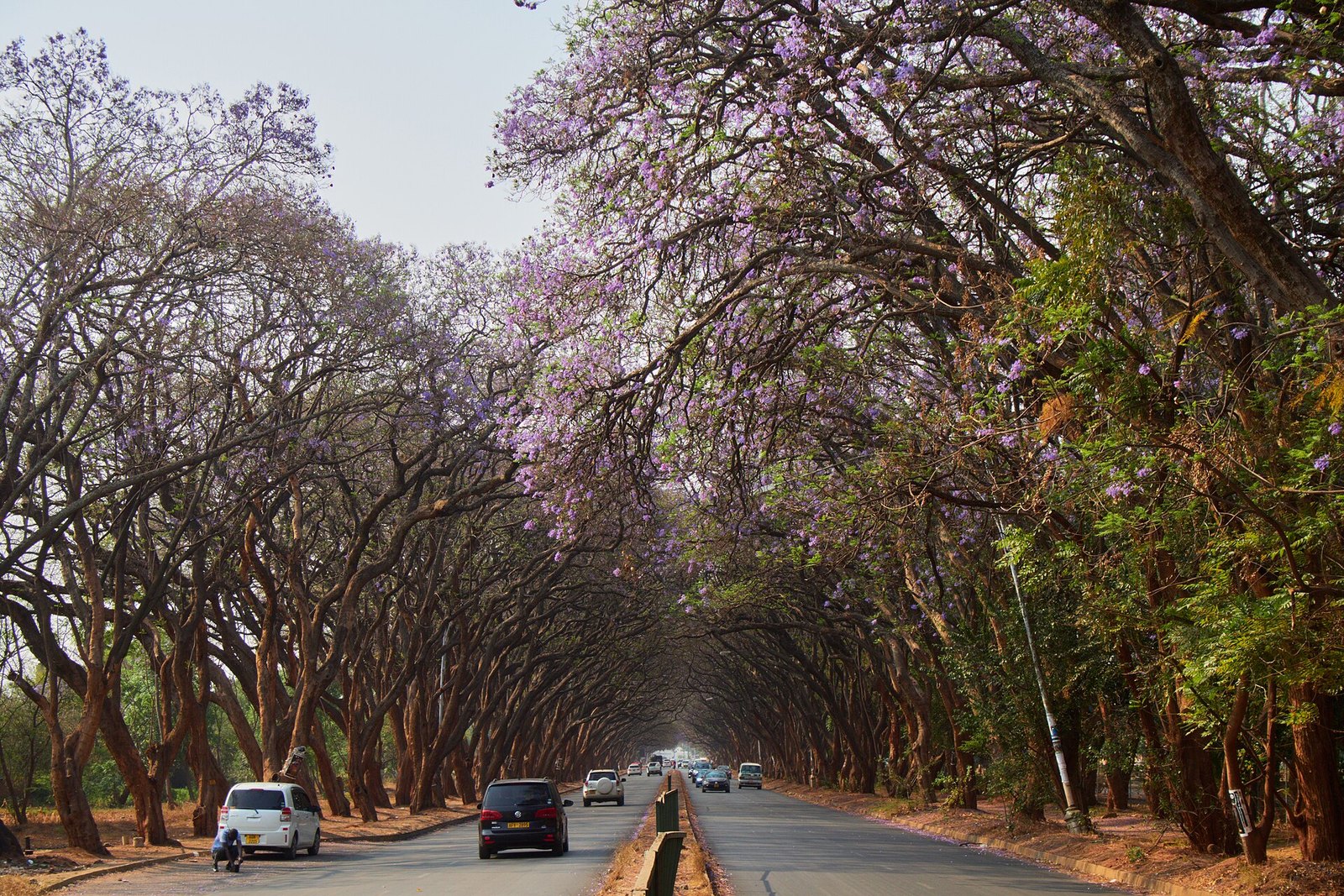 Zimbabwe explained 2026: a jacaranda-lined avenue in Harare, the capital