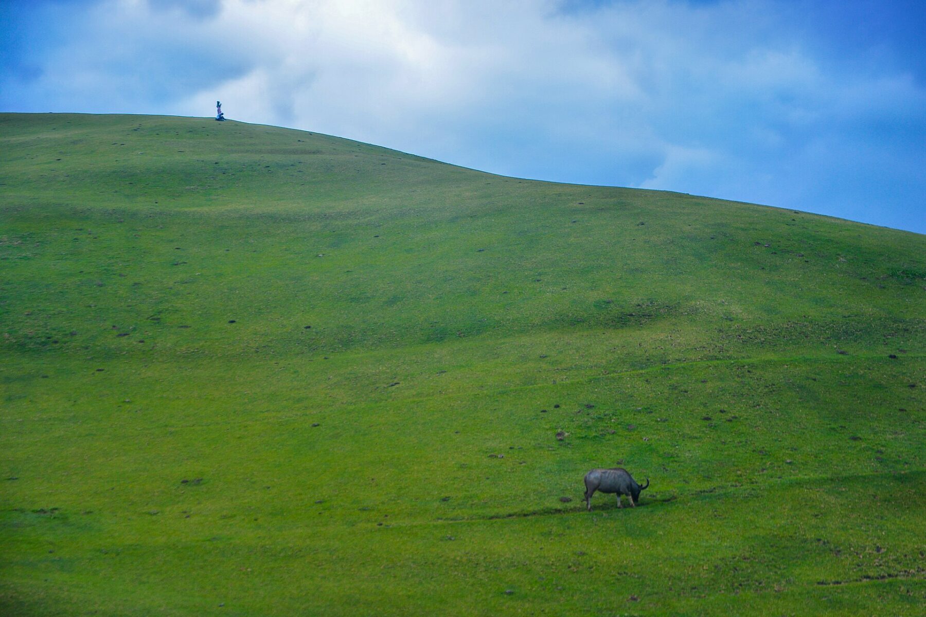 A carabao grazes on a green hillside under a blue sky in Batanes, Philippines.
