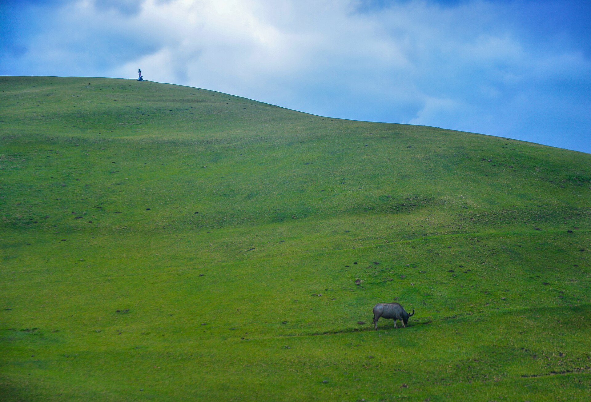A carabao grazes on a green hillside under a blue sky in Batanes, Philippines.