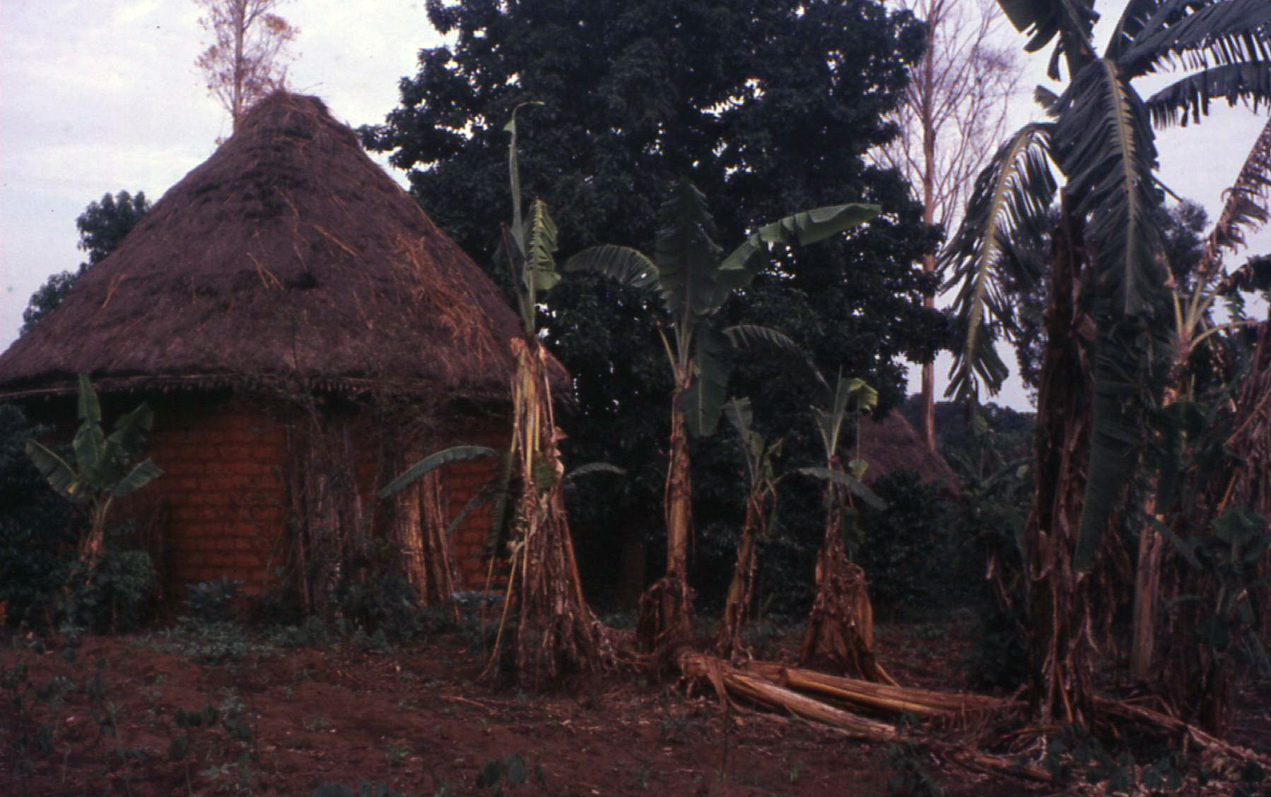 Traditional Bamiléké house with distinctive architecture and surrounding forest